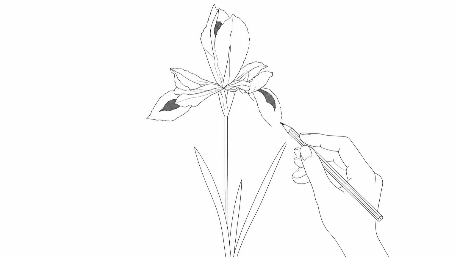 Flower Drawing Workshop