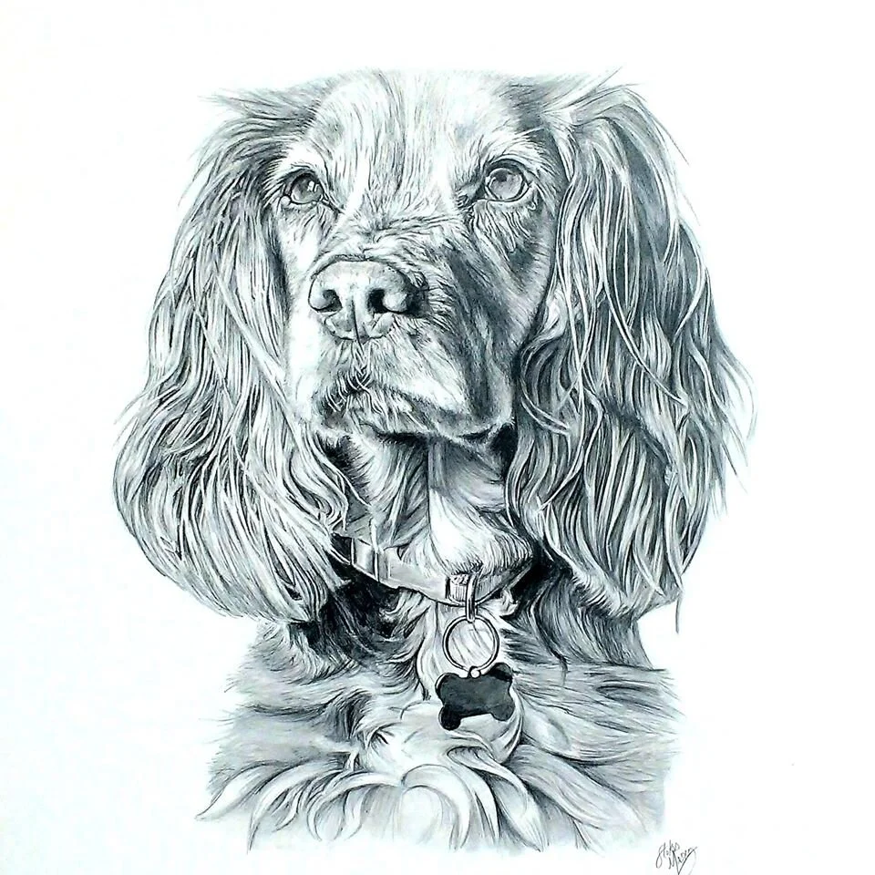 Spaniel.jpg