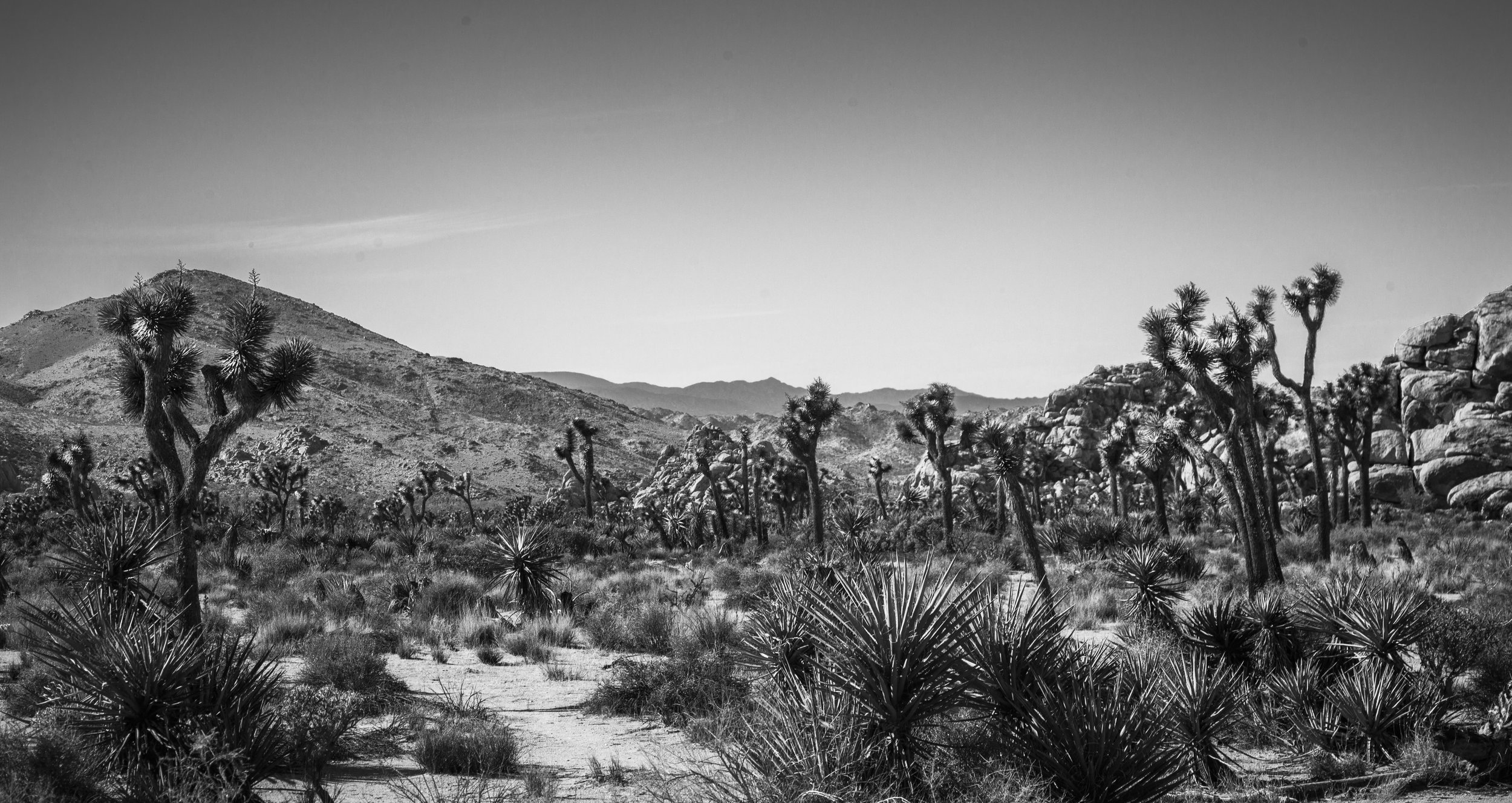 Joshua_Tree_001.jpg