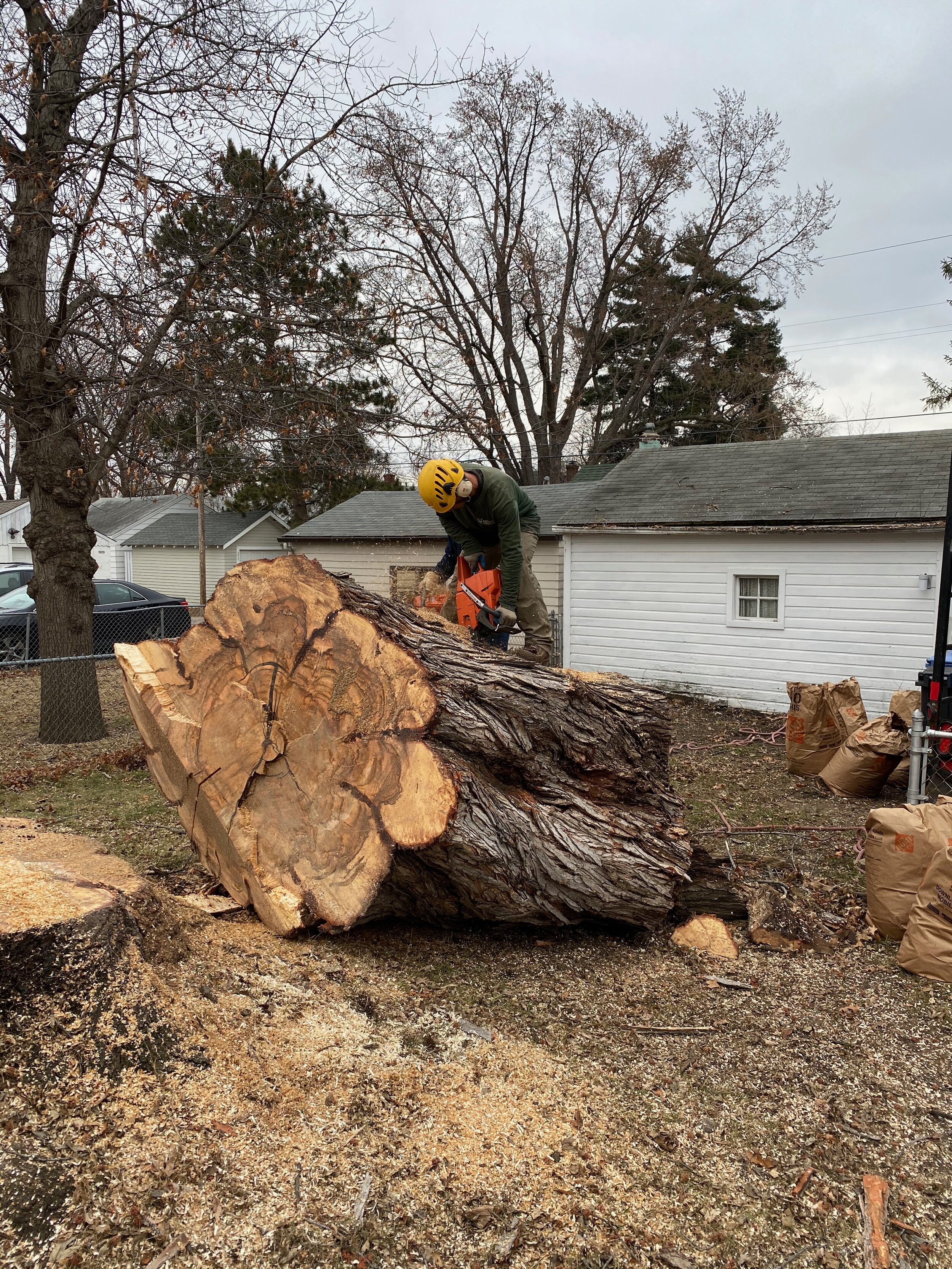 Worksite of large Silver Maple tree removal in Minneapolis (Copy)