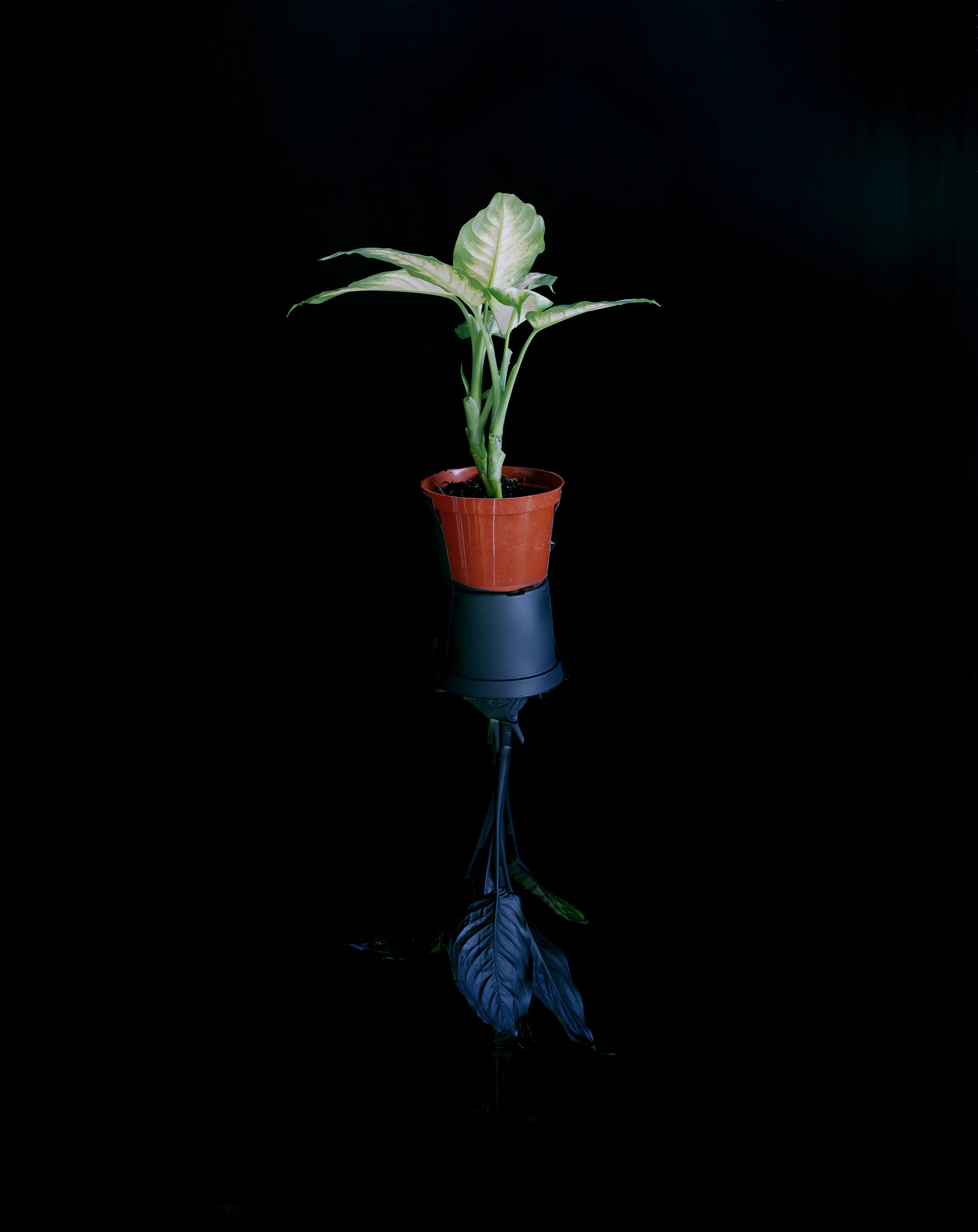 Plant Mirror , 2012 Archival pigment print 50 x 40 inches ————