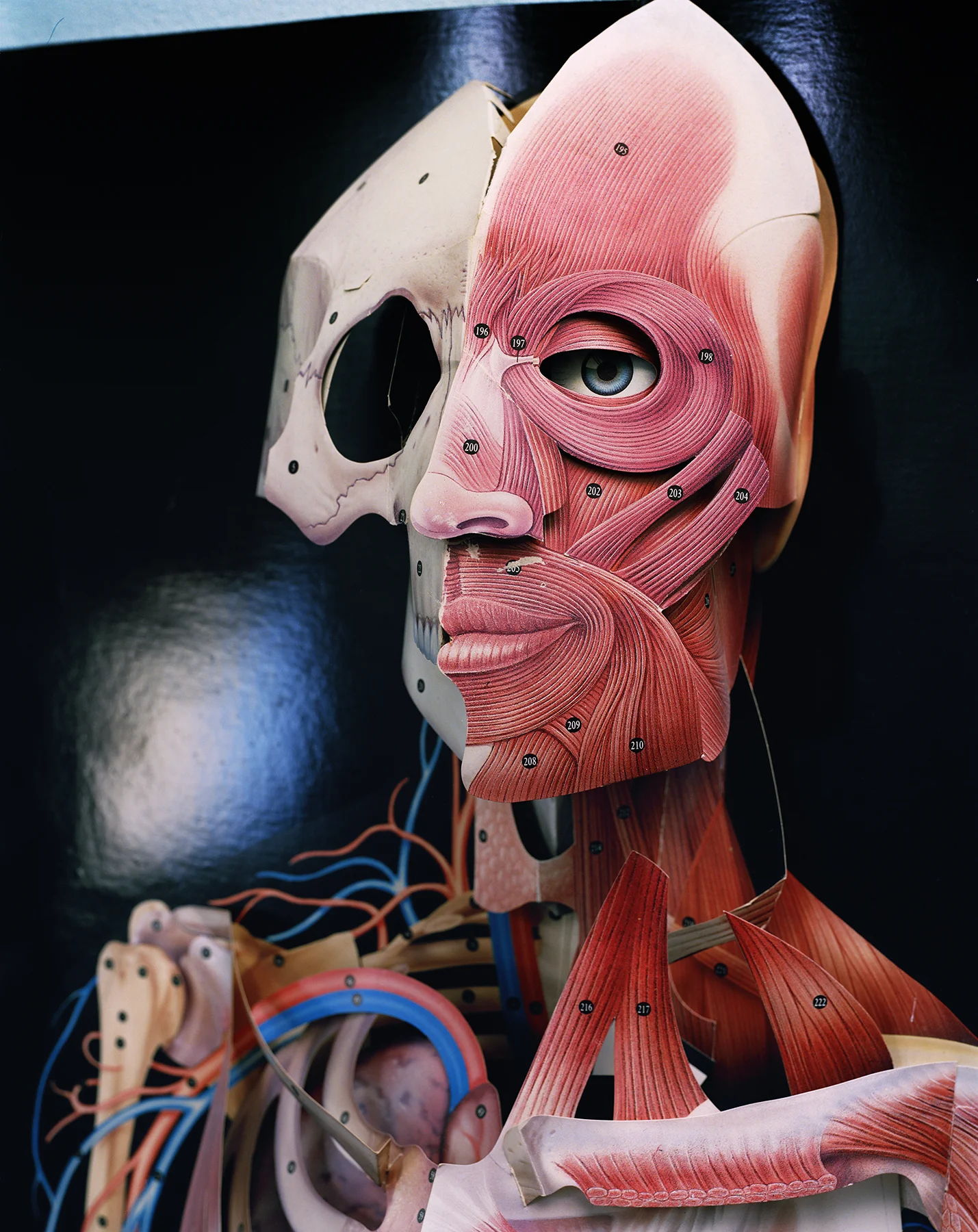 Muscle Man , 2006 Archival pigment print 34 x 27 inches ————