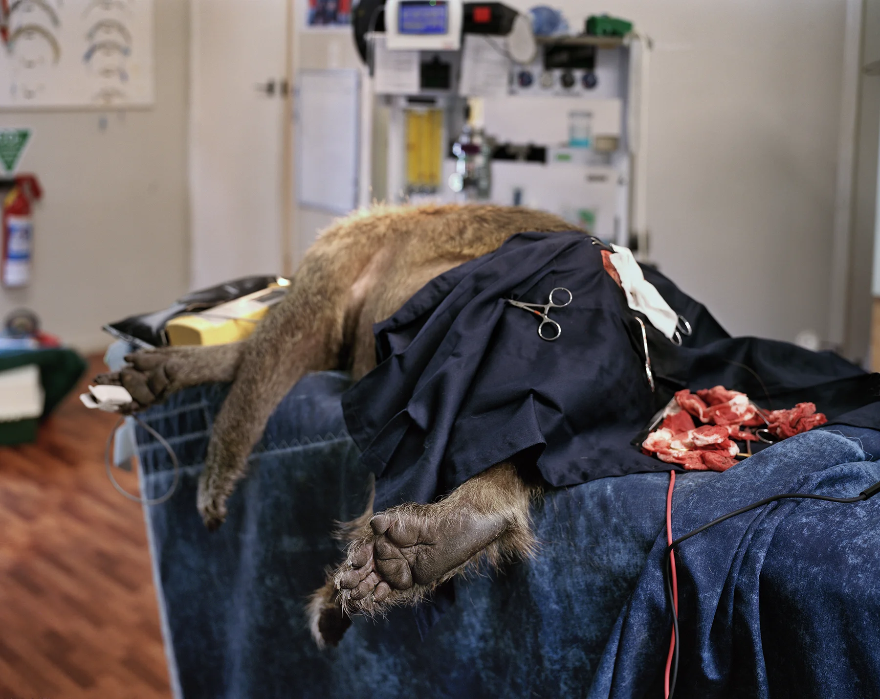 Post-op , 2007 Archival pigment print 27 x 34 inches ————