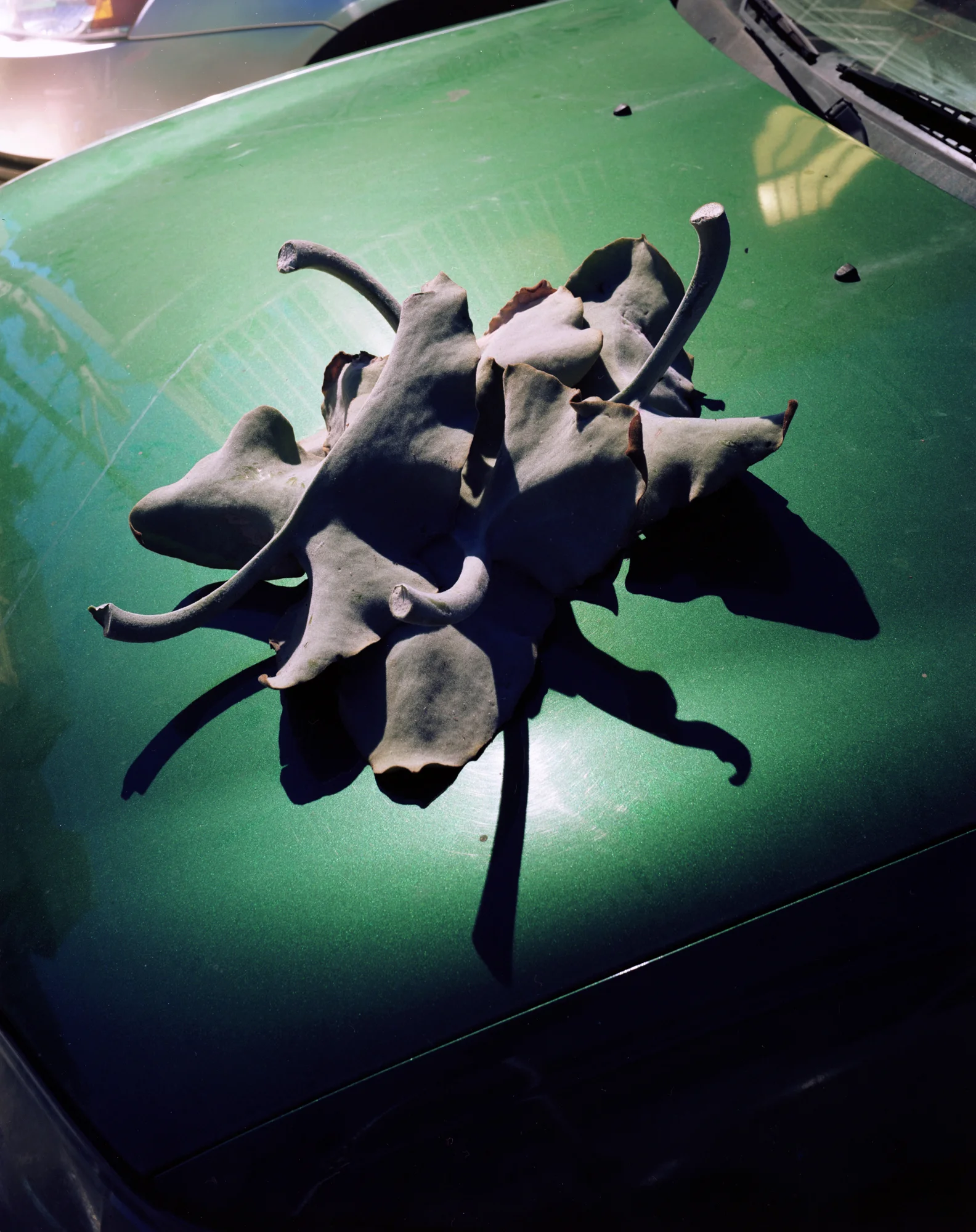 Kalanchoe/Escort , 2012 Archival pigment print ————