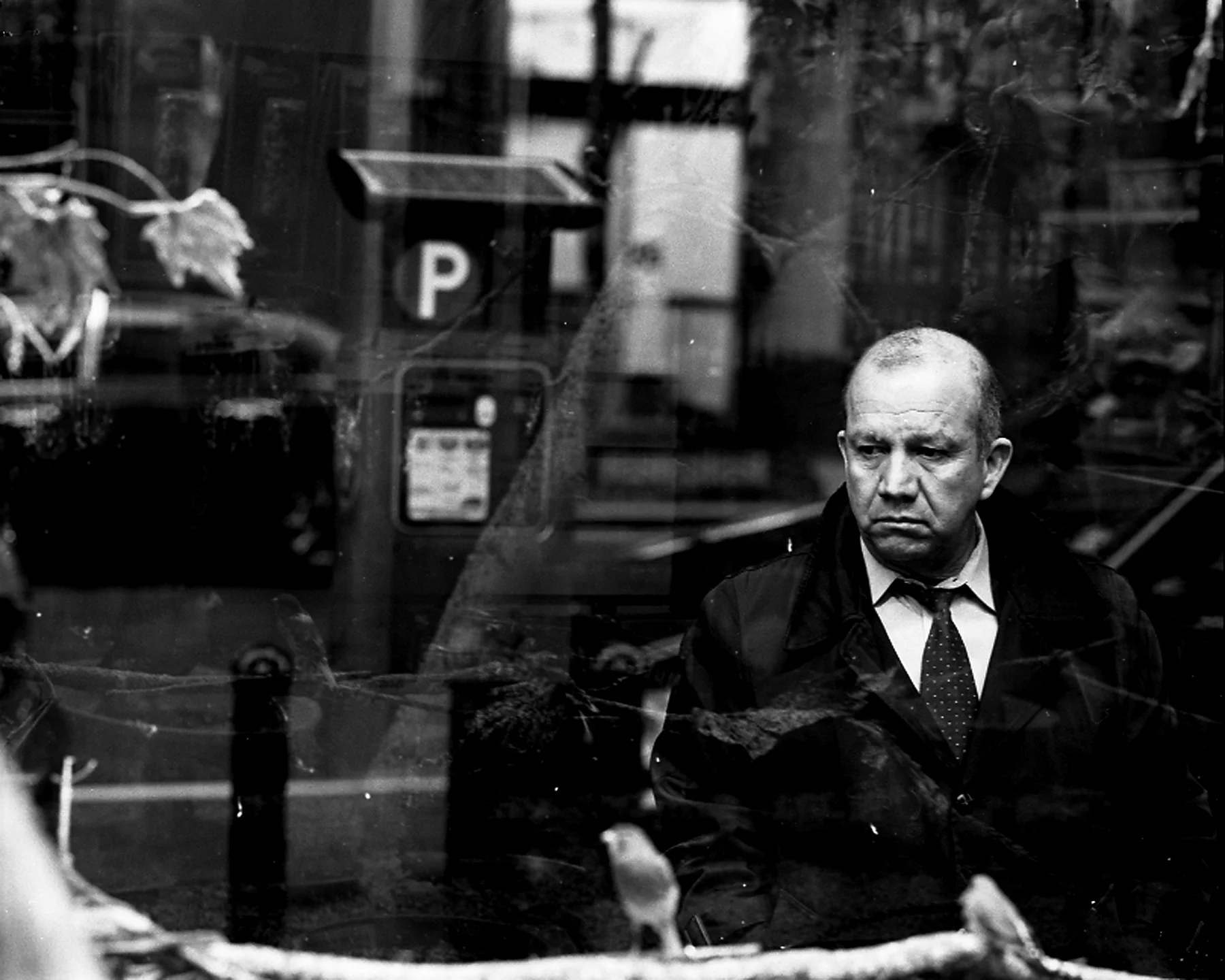 Bird Shop , 2002/2004 Silver gelatin print 20 x 24 inches ————