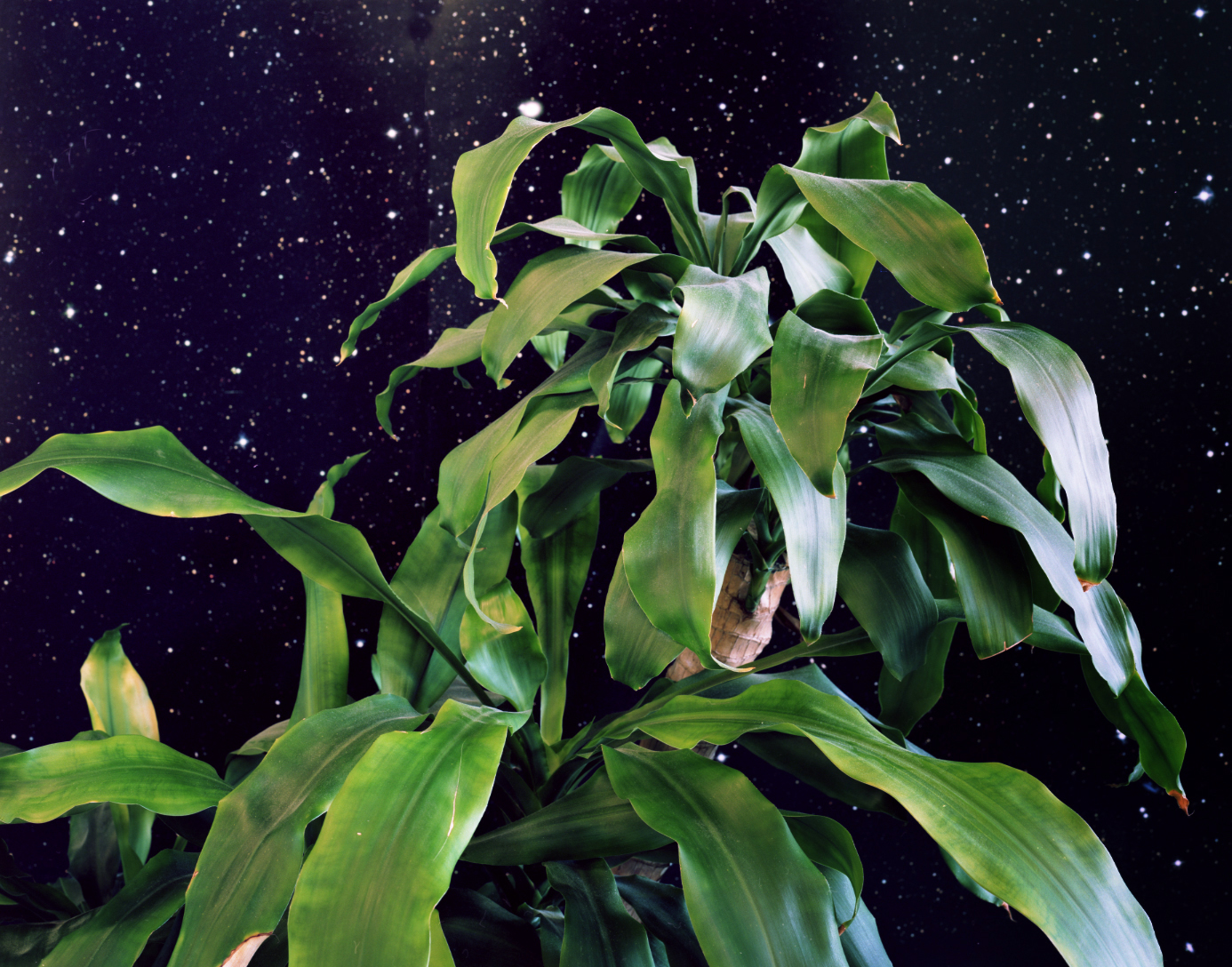   Space Plant , 2012 Archival pigment print 40 x 50 inches   ———— 