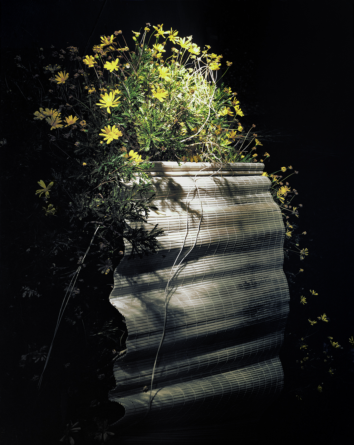   Daisy Shade , 2012 Archival pigment print 40 x 32 inches   ———— 