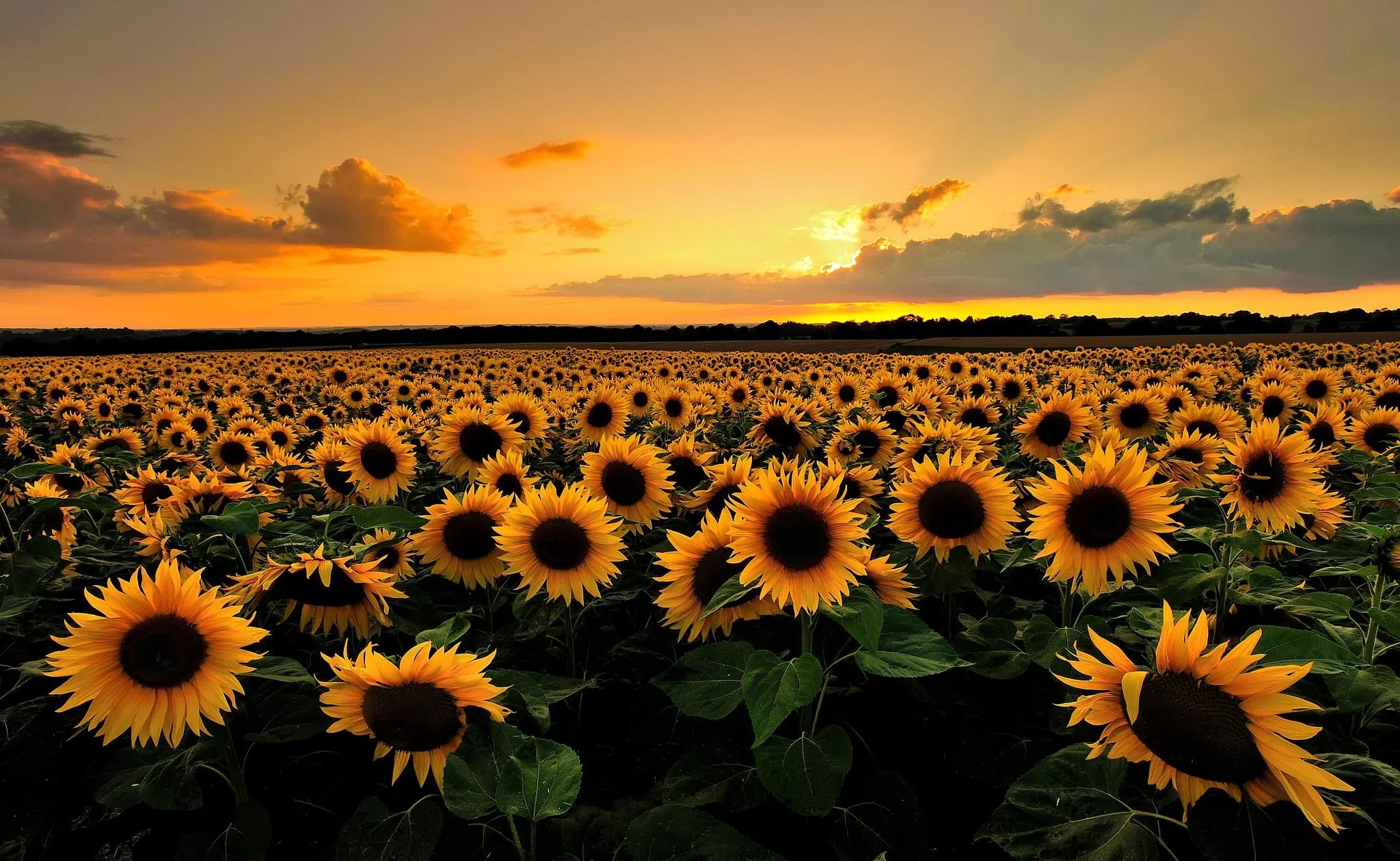 vunature.com-flowers-sunflowers-clouds-sunset-field-nature-wallpaper-desktop-full-size.jpg