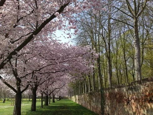 purple trees.jpg