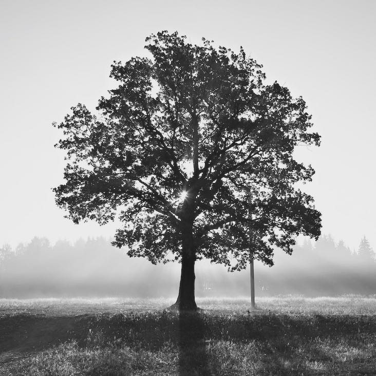 sun-shinning-through-tree-photo-by-roman-averin-on-unsplash (1).jpg