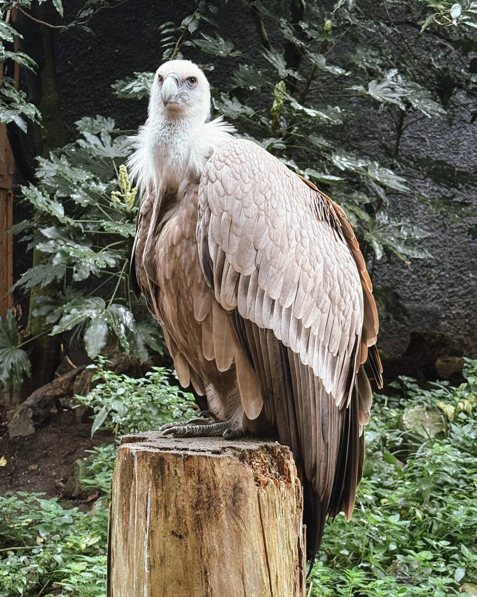 ARTIS Zoo, Micropia & Groote Museum: A Fun Day in Amsterdam Planning a visit to ARTIS Zoo in Amsterdam? Explore ARTIS Zoo, Micropia, and the Groote Museum with tips, highlights, and what to expect from each.