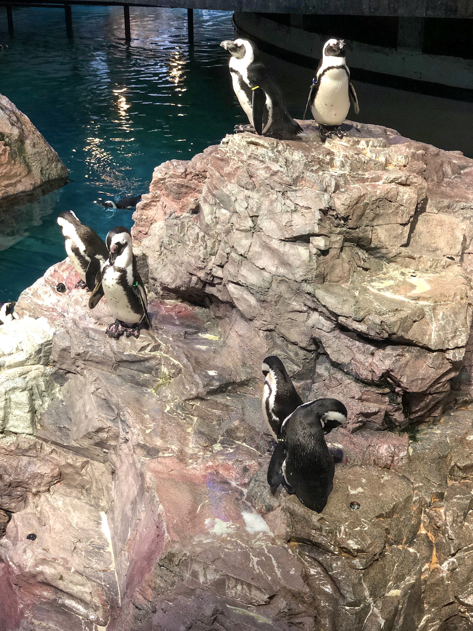 www.tarynintotravel.com | Date Night | Date Ideas | Boston Aquarium | 