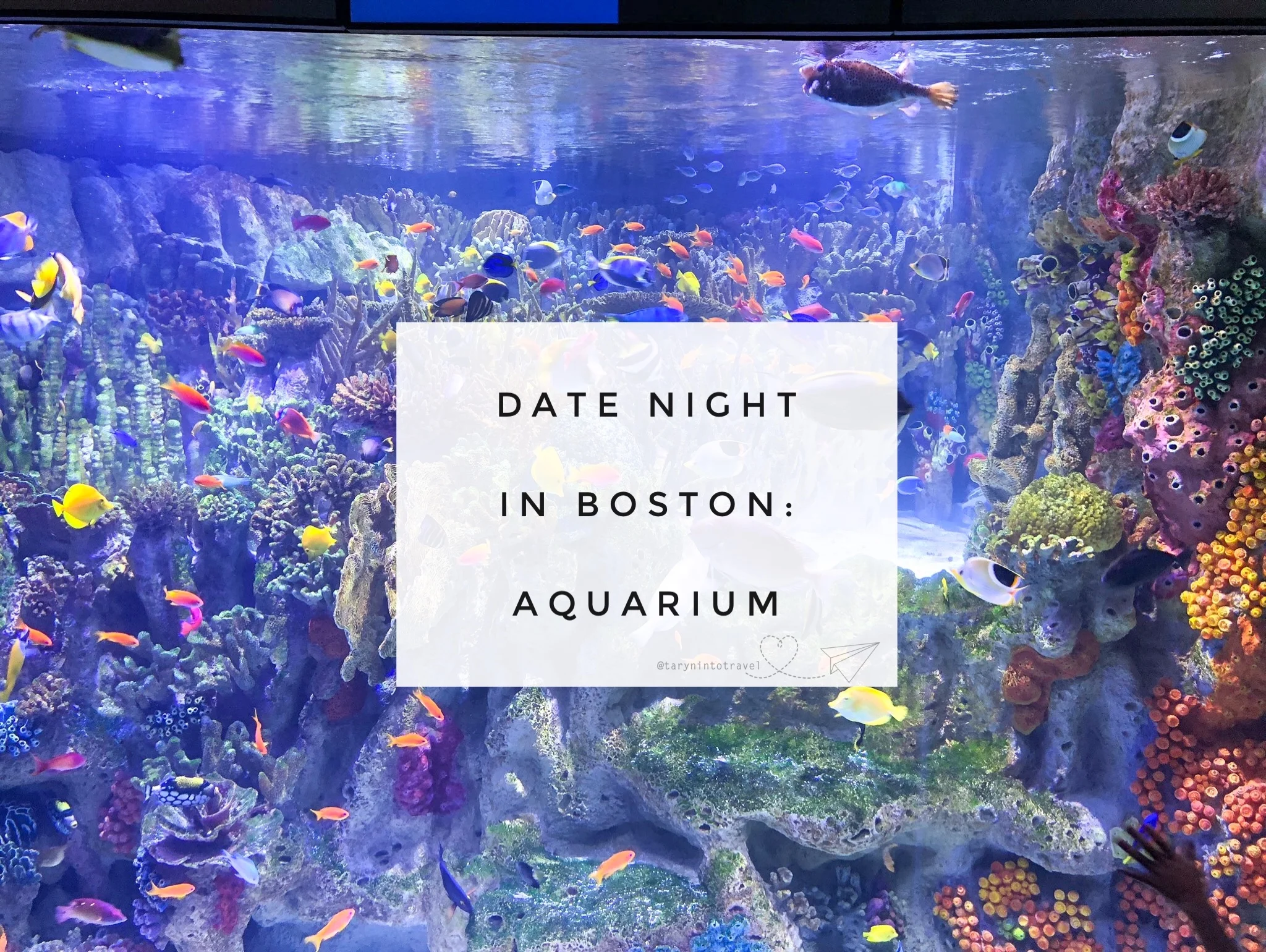 Date night in Boston: Aquarium