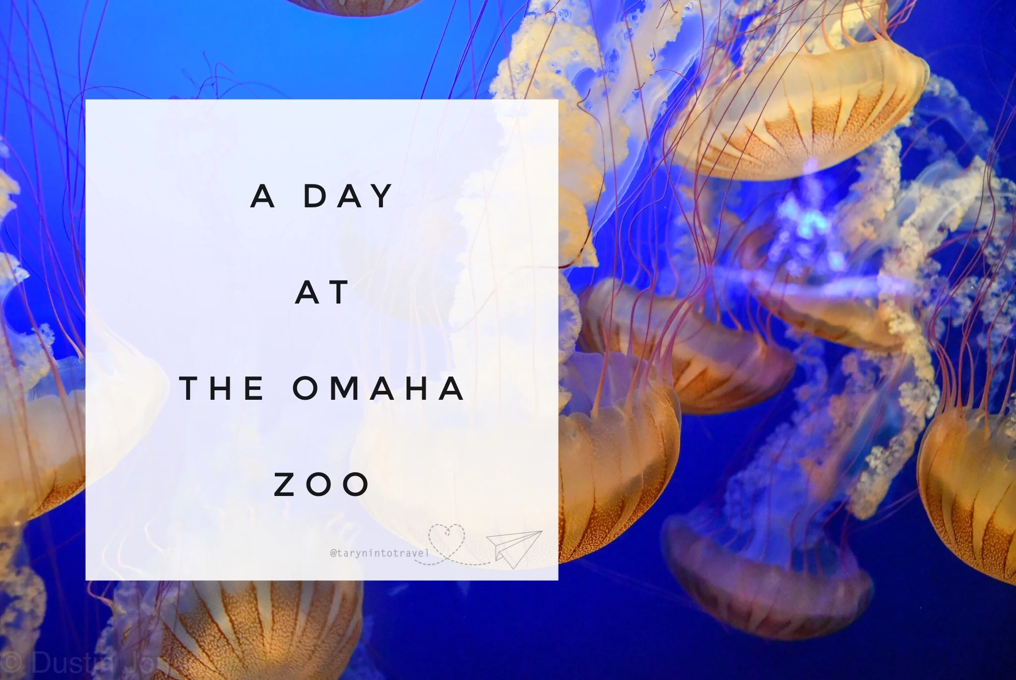 A Day at the Omaha Zoo