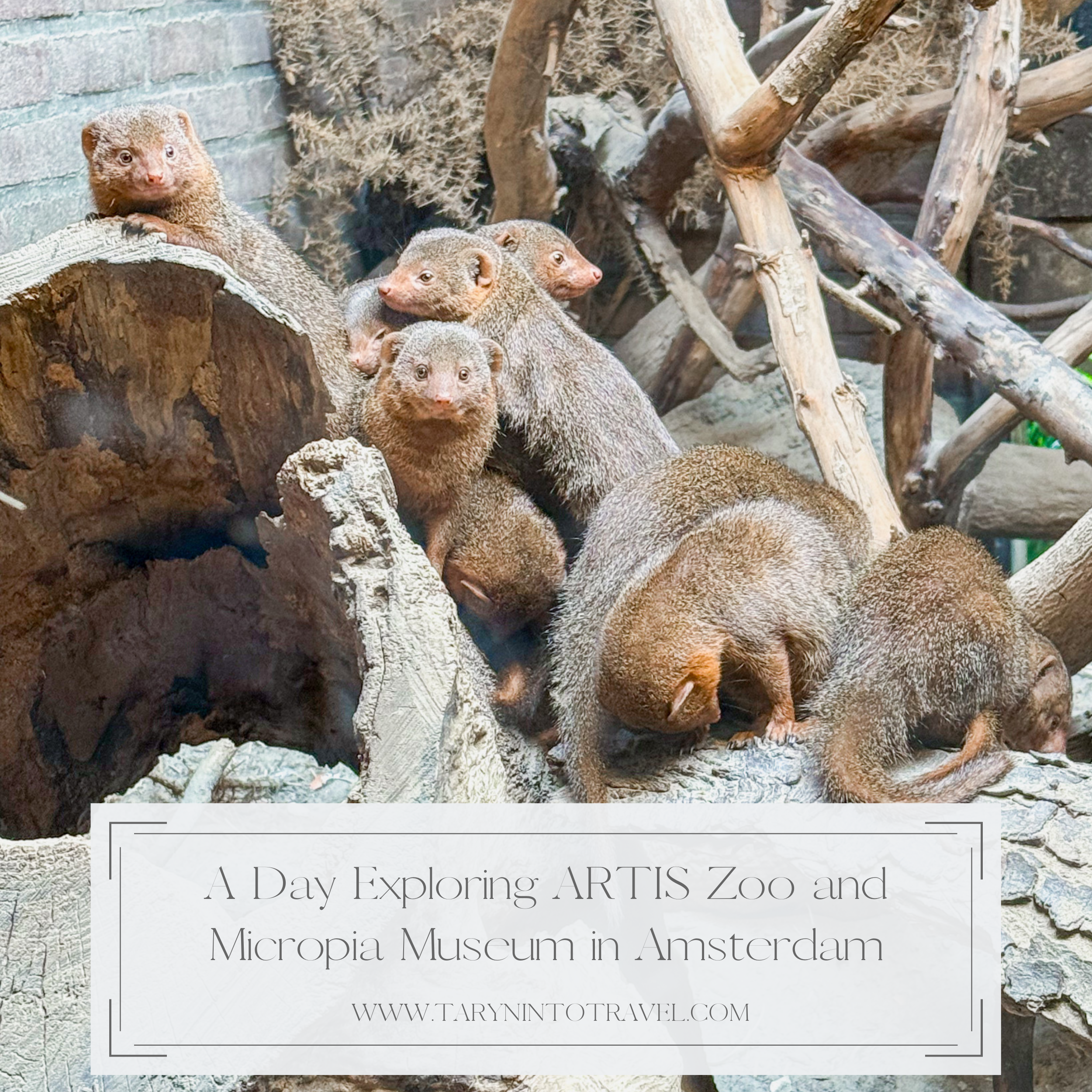 A Day Exploring ARTIS Zoo and Micropia Museum in Amsterdam