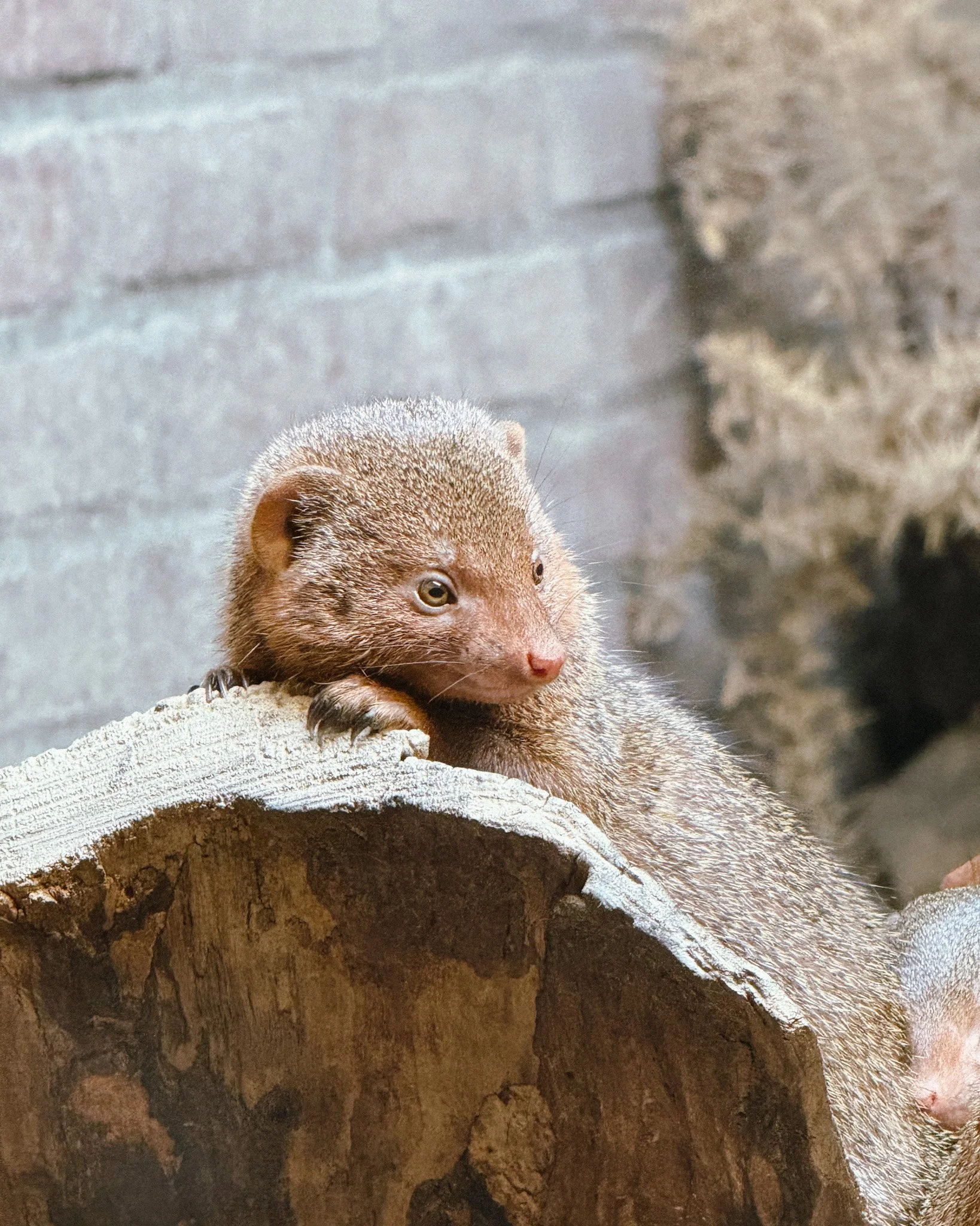 ARTIS Zoo, Micropia & Groote Museum: A Fun Day in Amsterdam Planning a visit to ARTIS Zoo in Amsterdam? Explore ARTIS Zoo, Micropia, and the Groote Museum with tips, highlights, and what to expect from each.