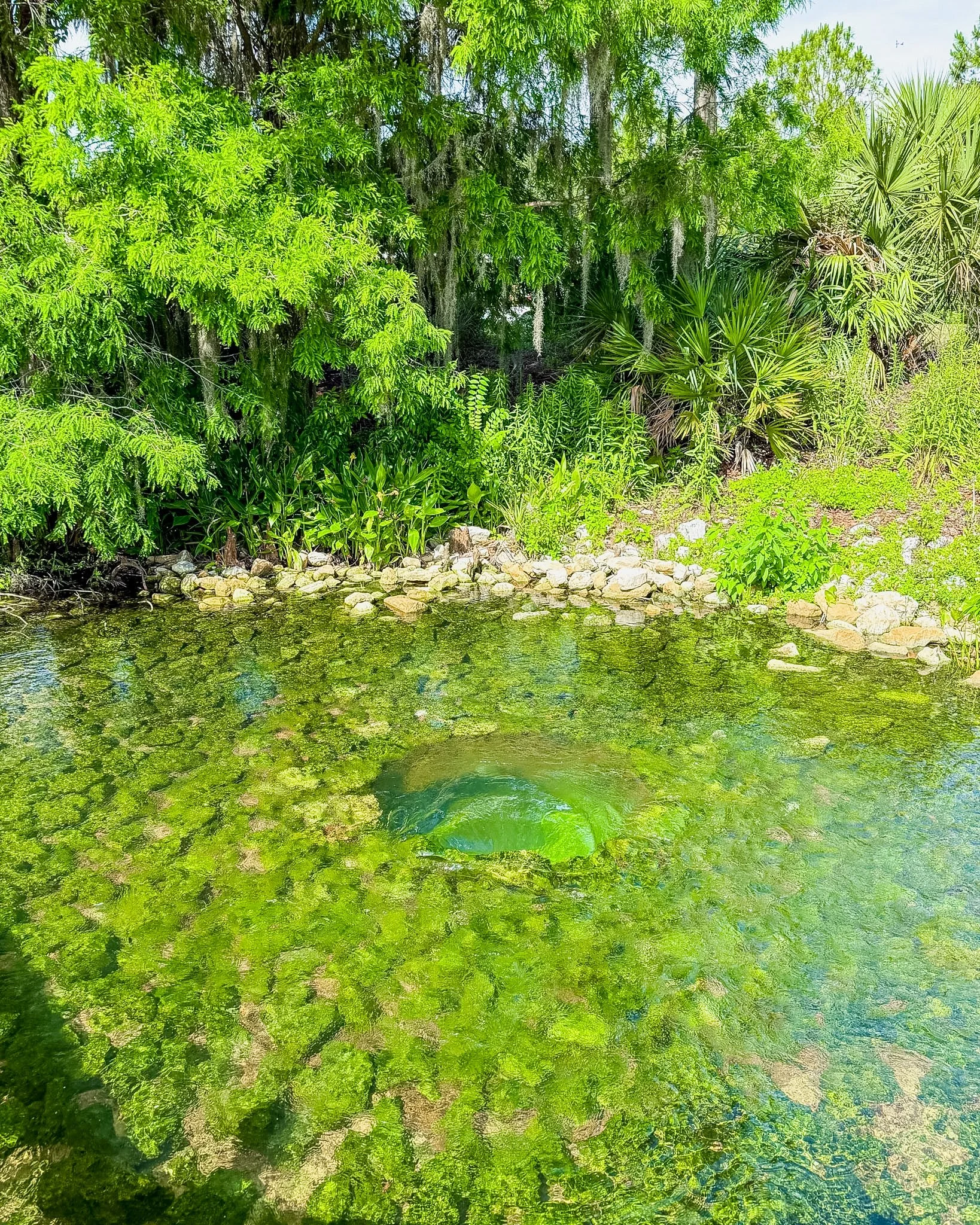 Looking for a unique day trip from Orlando? Discover how to spend a morning at the Orlando Wetlands and an afternoon at Kennedy Space Center, complete with wildlife sightings, travel tips, costs, and itinerary suggestions.