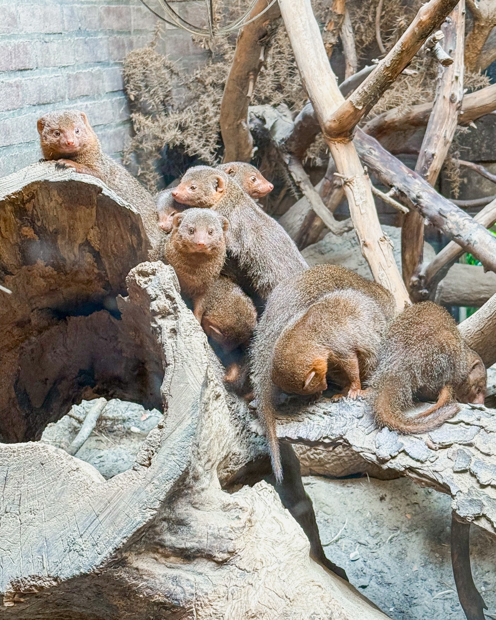 ARTIS Zoo, Micropia & Groote Museum: A Fun Day in Amsterdam Planning a visit to ARTIS Zoo in Amsterdam? Explore ARTIS Zoo, Micropia, and the Groote Museum with tips, highlights, and what to expect from each.