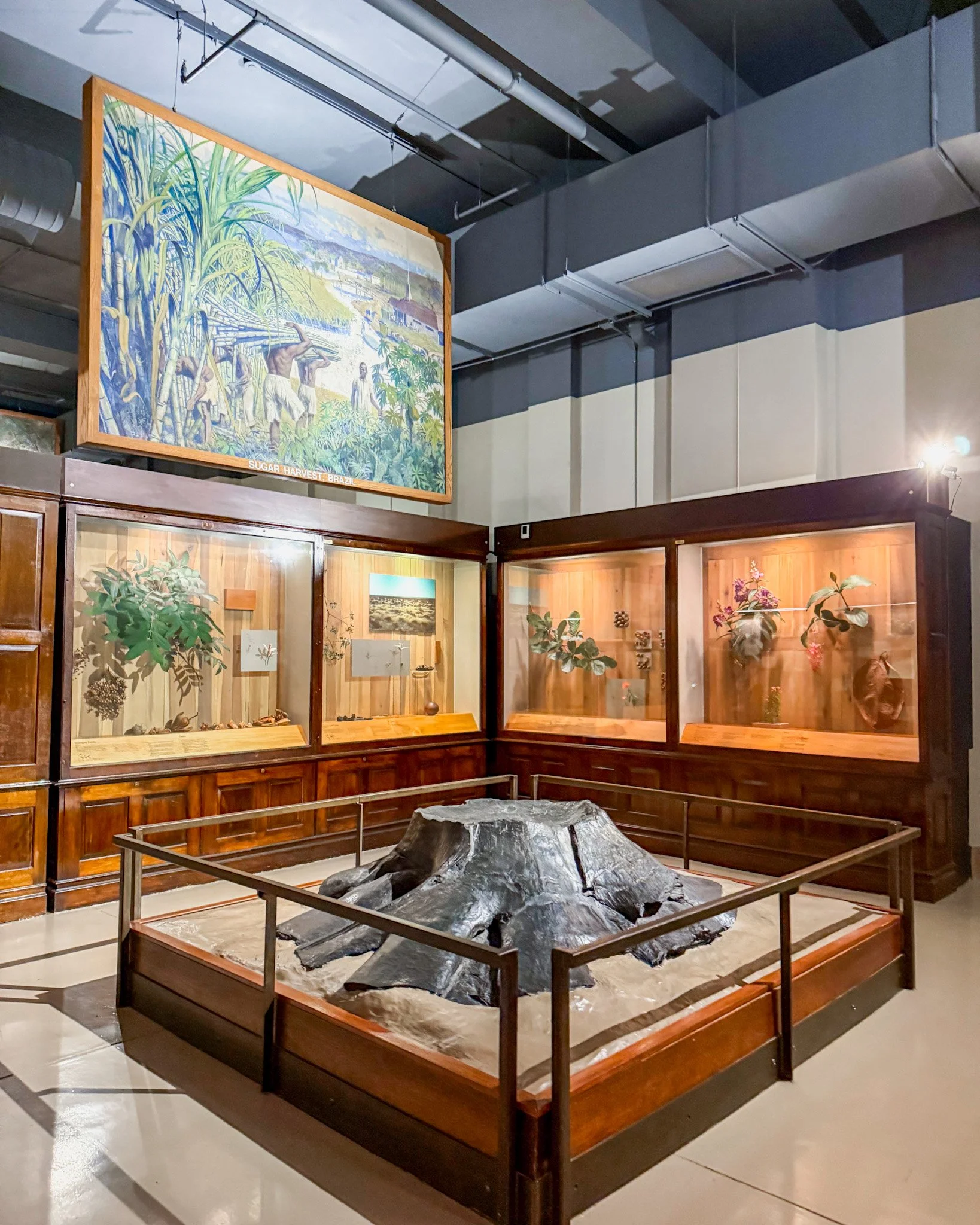 Visit the Chicago Field Museum and Pokemon Fossil Museum pop-up! See ticket prices, merch, promo cards, exhibits, and our honest review.
