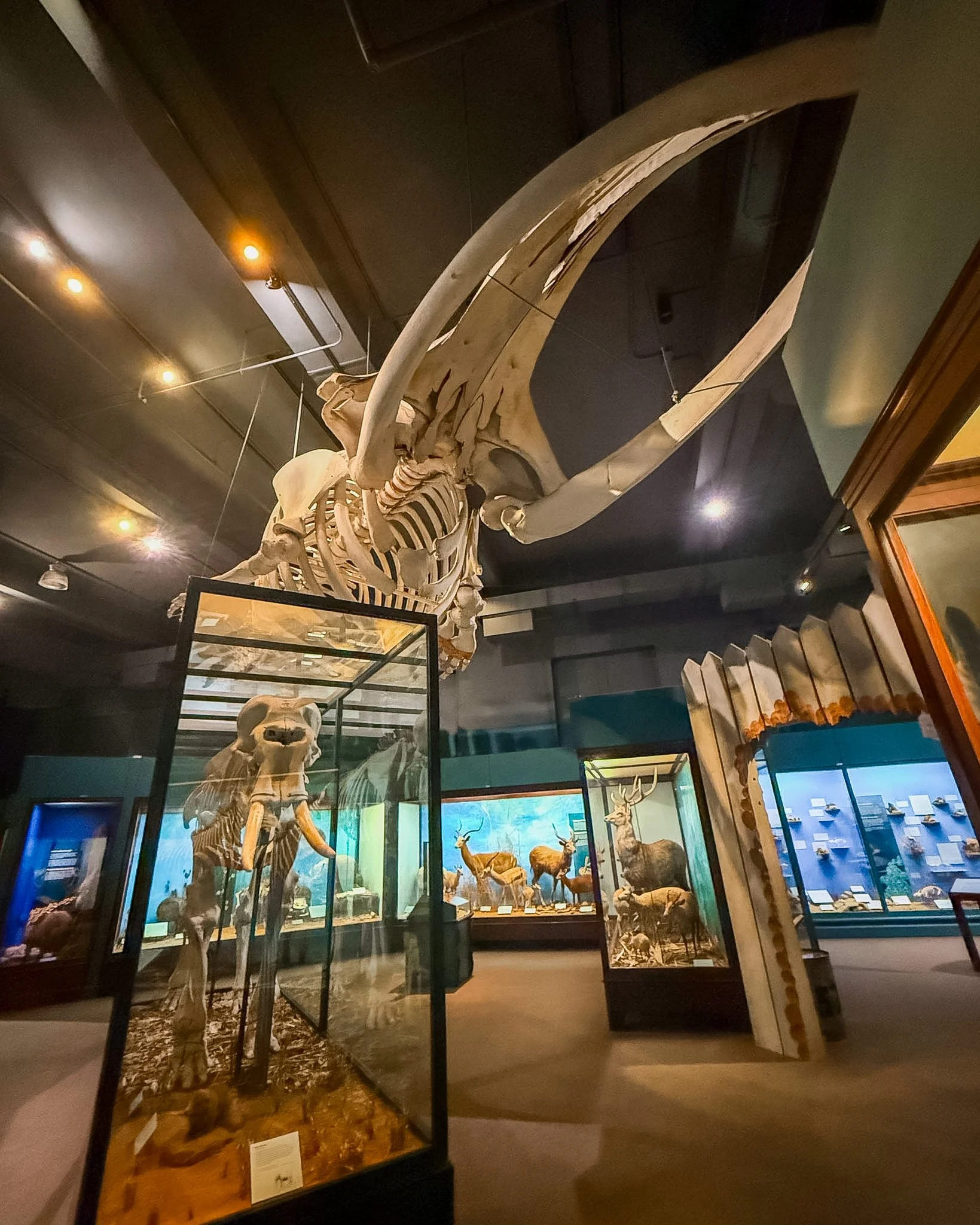 Visit the Chicago Field Museum and Pokemon Fossil Museum pop-up! See ticket prices, merch, promo cards, exhibits, and our honest review.