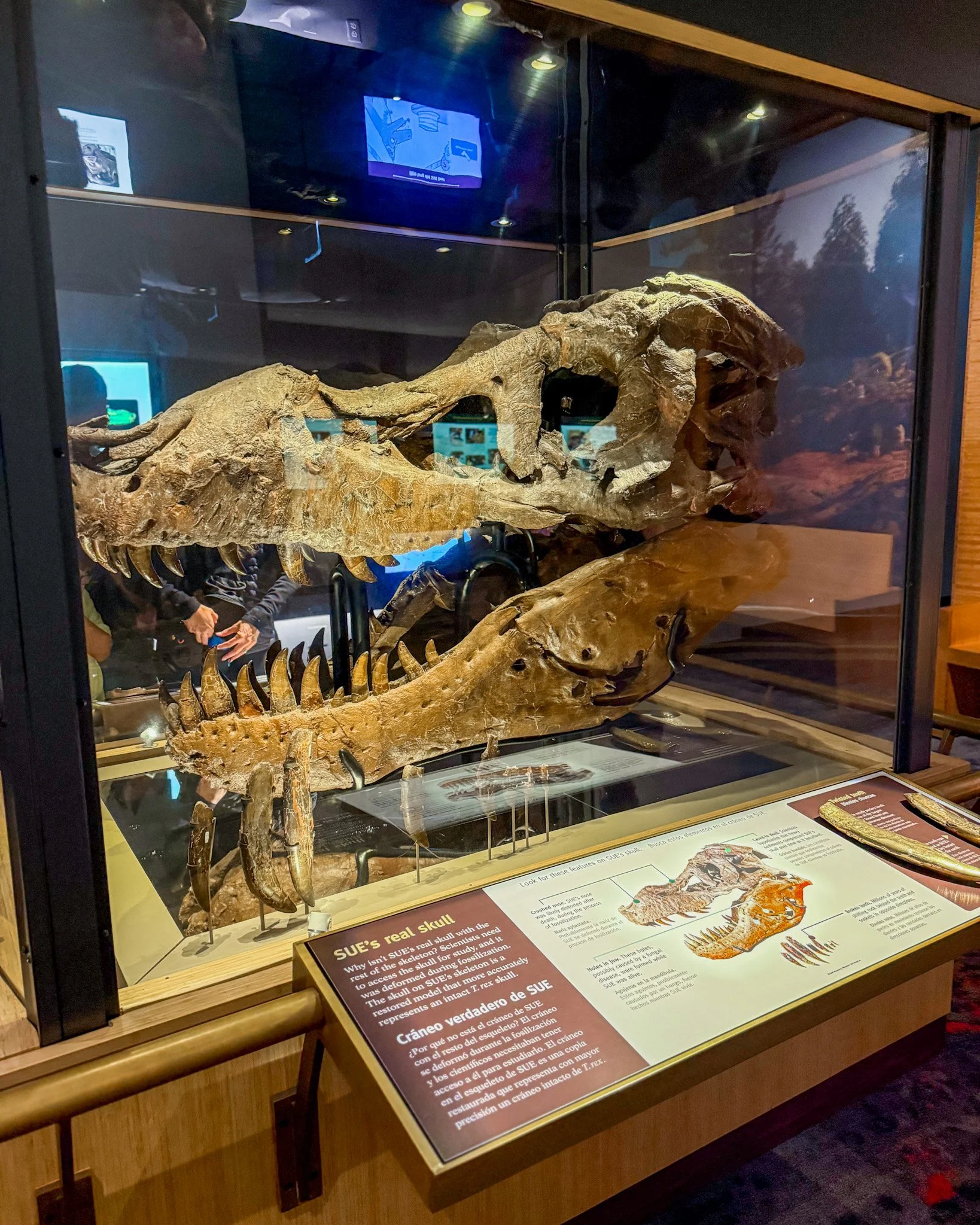 Visit the Chicago Field Museum and Pokemon Fossil Museum pop-up! See ticket prices, merch, promo cards, exhibits, and our honest review.