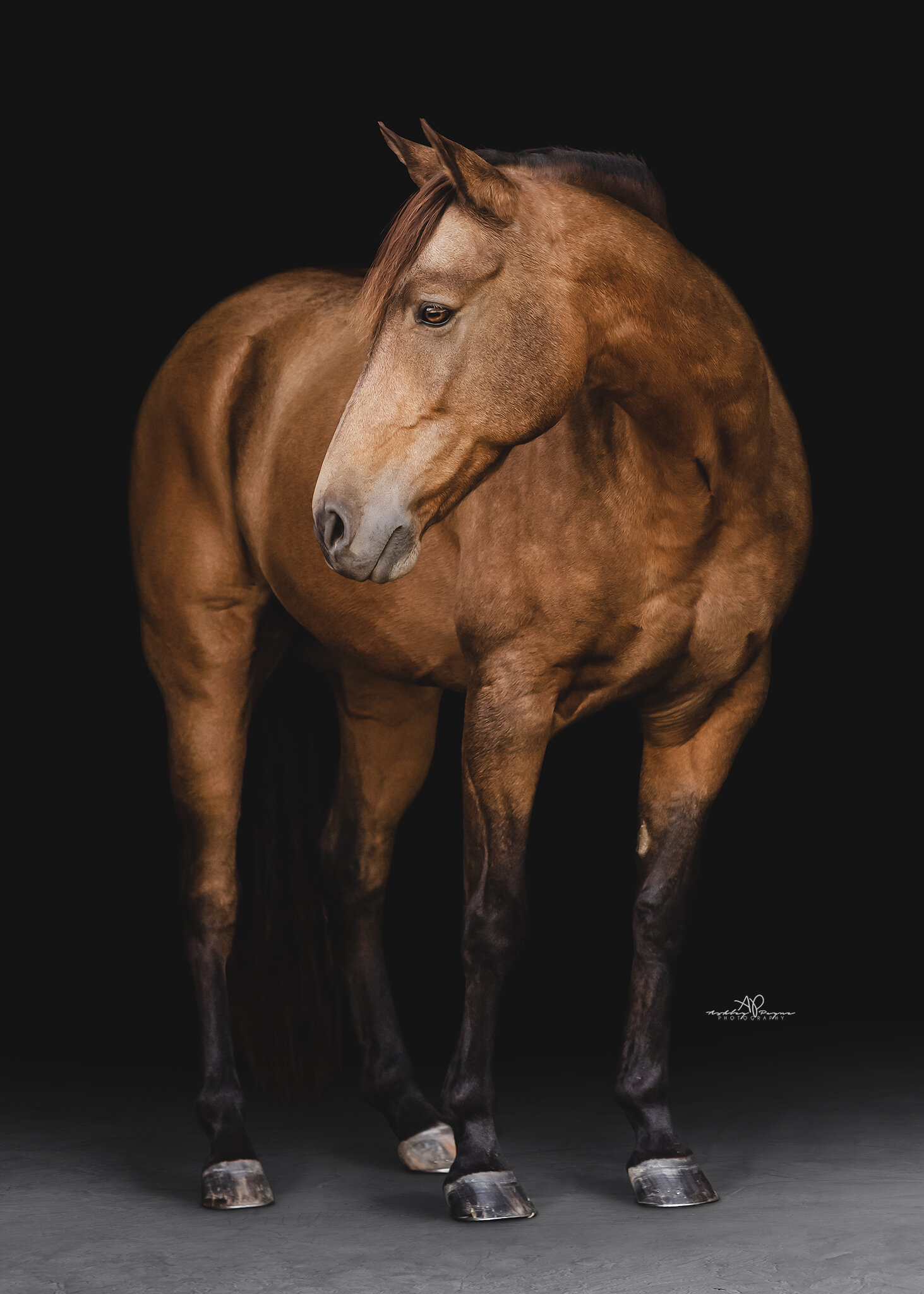 Before and After: How I Edit Black Background Equine Portraits — BLOG