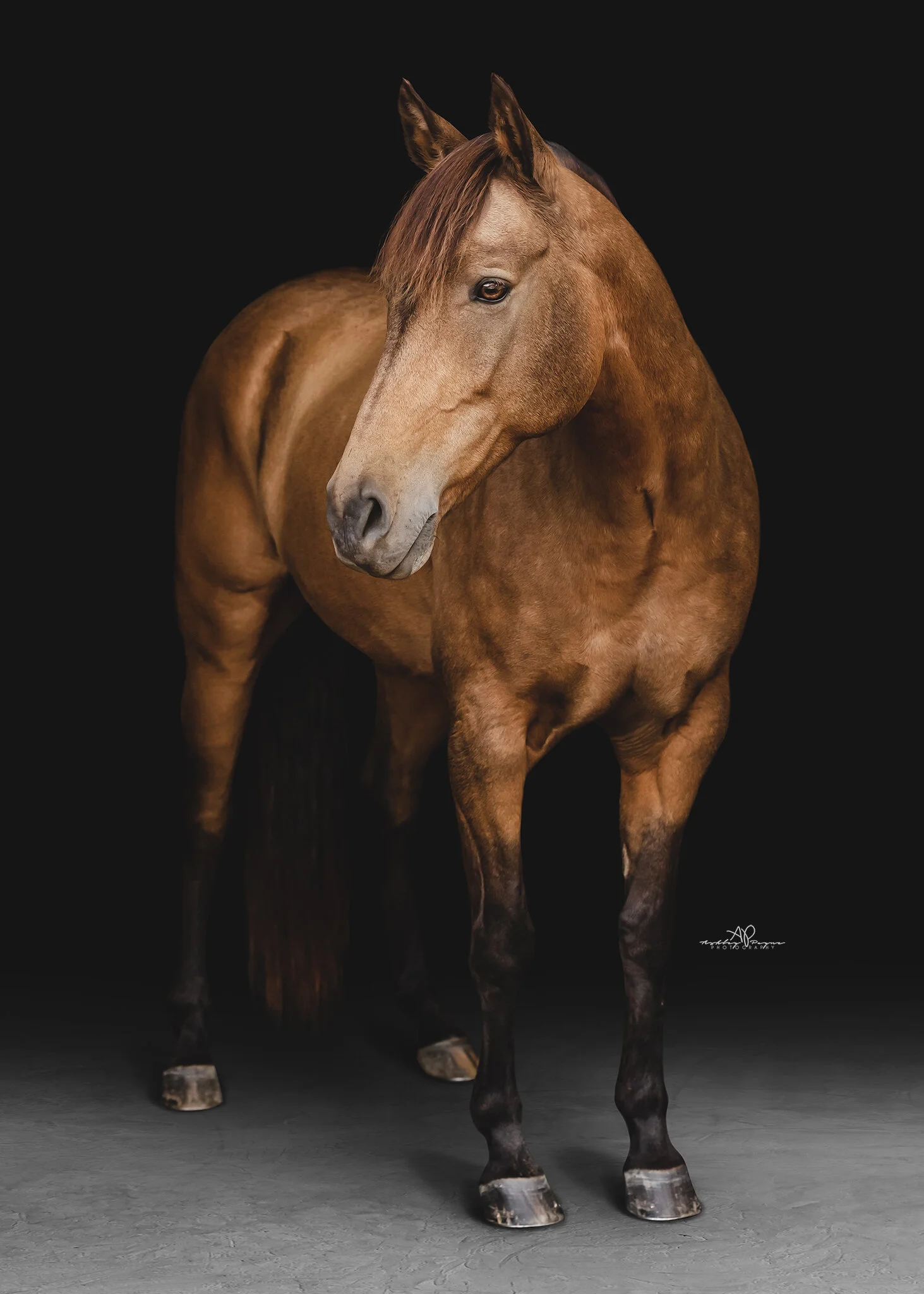 BEFORE AND AFTER Editing Equine Portraits Ashley Payne Photography 