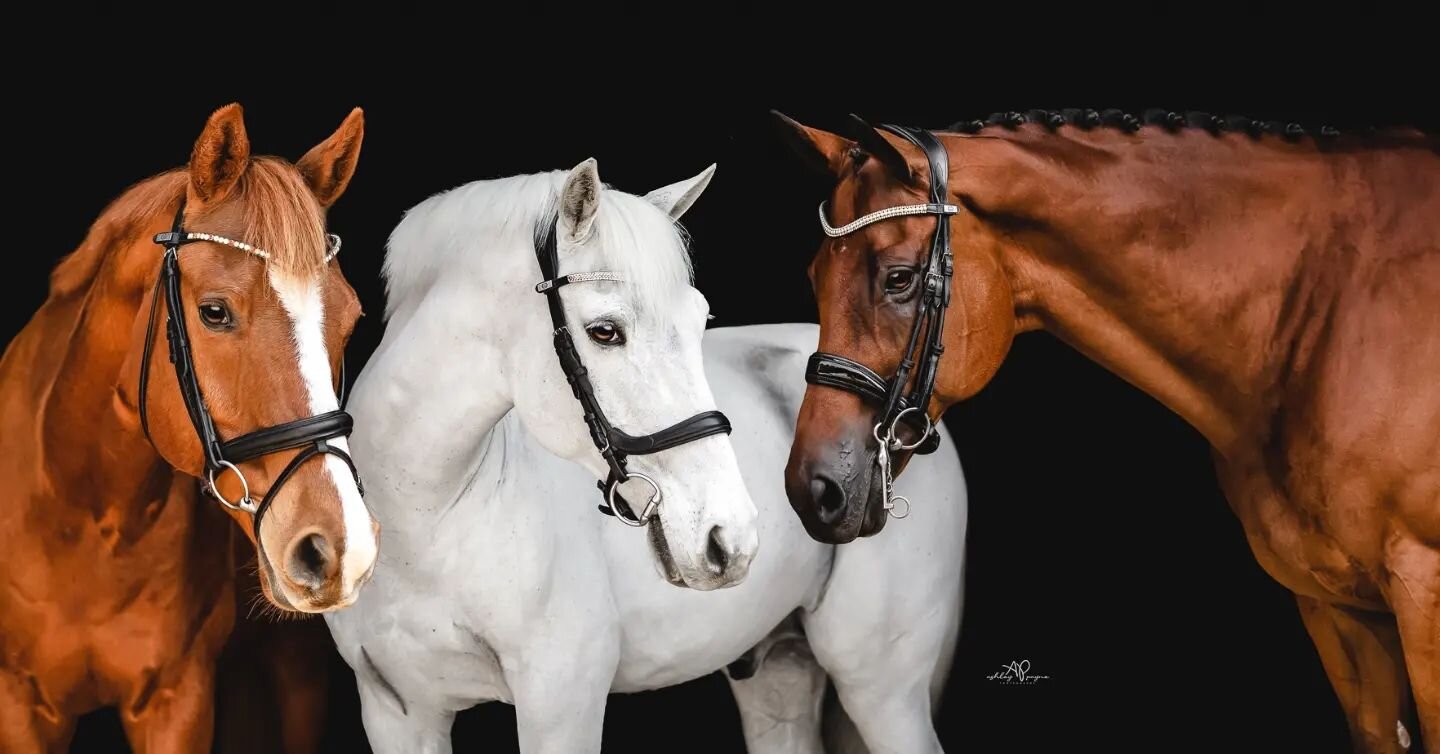 The whole gang 🥰

. 
.
.
.
.
.
.

#barnfamportraits #equestrian #meaningfulequineart #sentimentalart #equestriankeepsakes #equinewallart #equineportraits #blackbackgroundportraits #equinephotographer #ashleypaynephotography #srf #dressage #eventing 