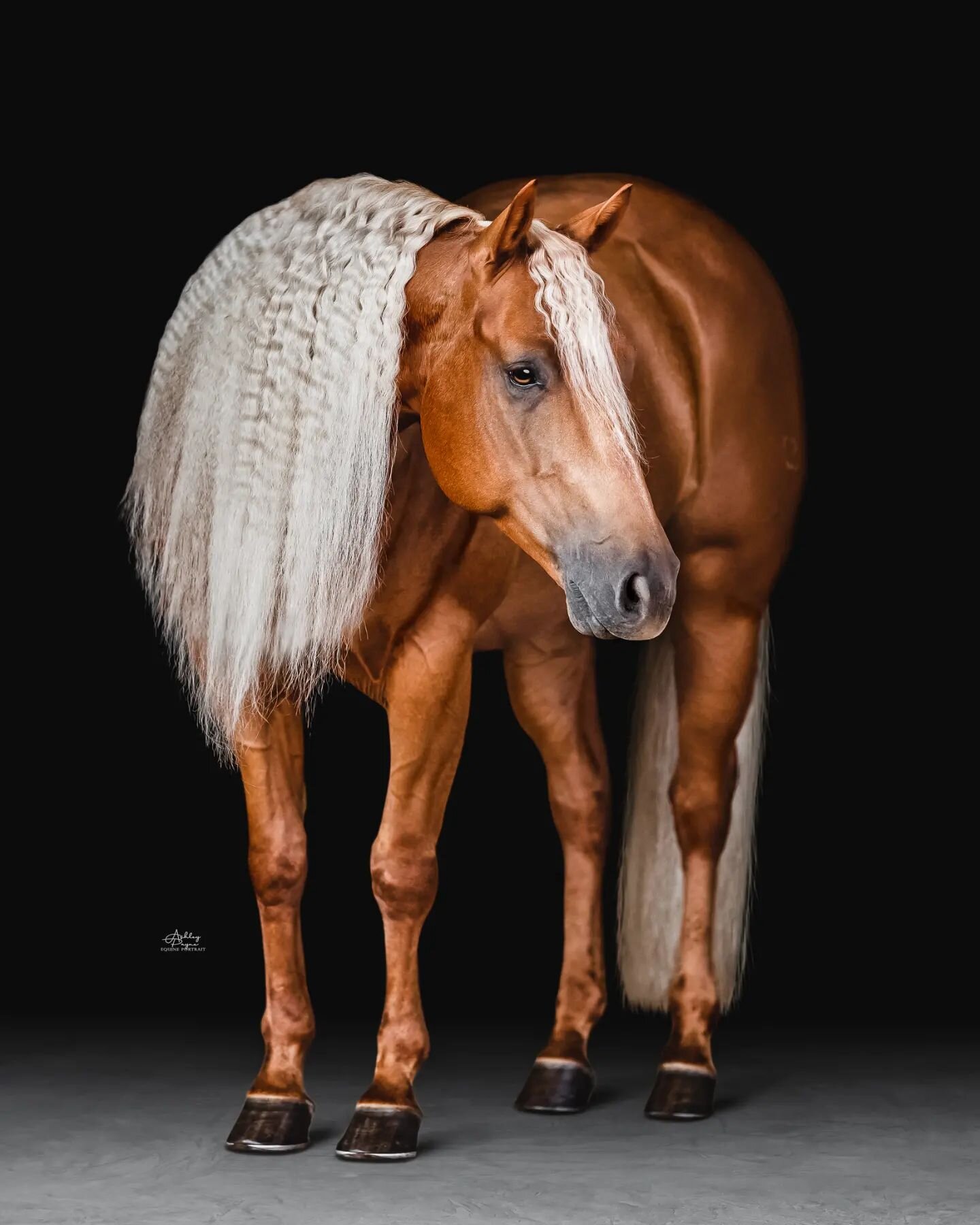 Exquisitly mannered with locks that will make you wish you knew his hair secrets 😍

Meet - Xtra JackOnTheRocks ⚜

And yes, I'll take 3 of him. 

www.ashleypaynephotography.com 

.
.
.
.
.
.
#aqha #ranchorse #western #palomino #palominoquarterhorse #