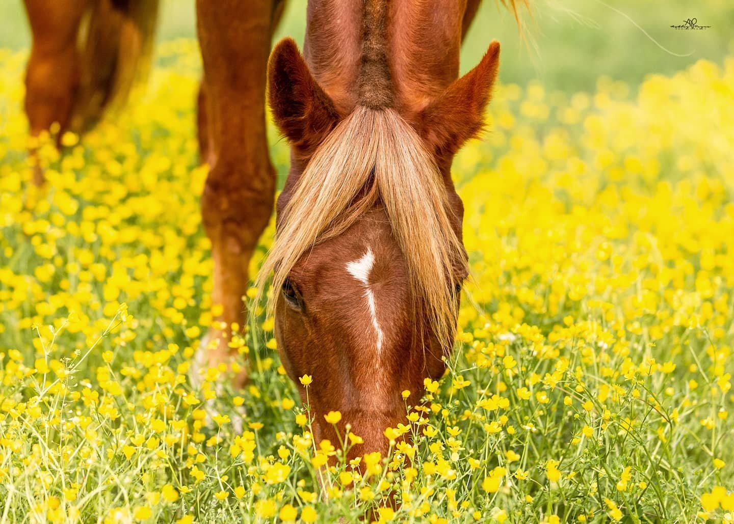 I shared my thoughts in an private Equine Photography group about the snowballing issue of equine companies abusing photographer's work. 

It turned into a fantastic discussion, but also opened my eyes to how large the problem is when many fellow pho