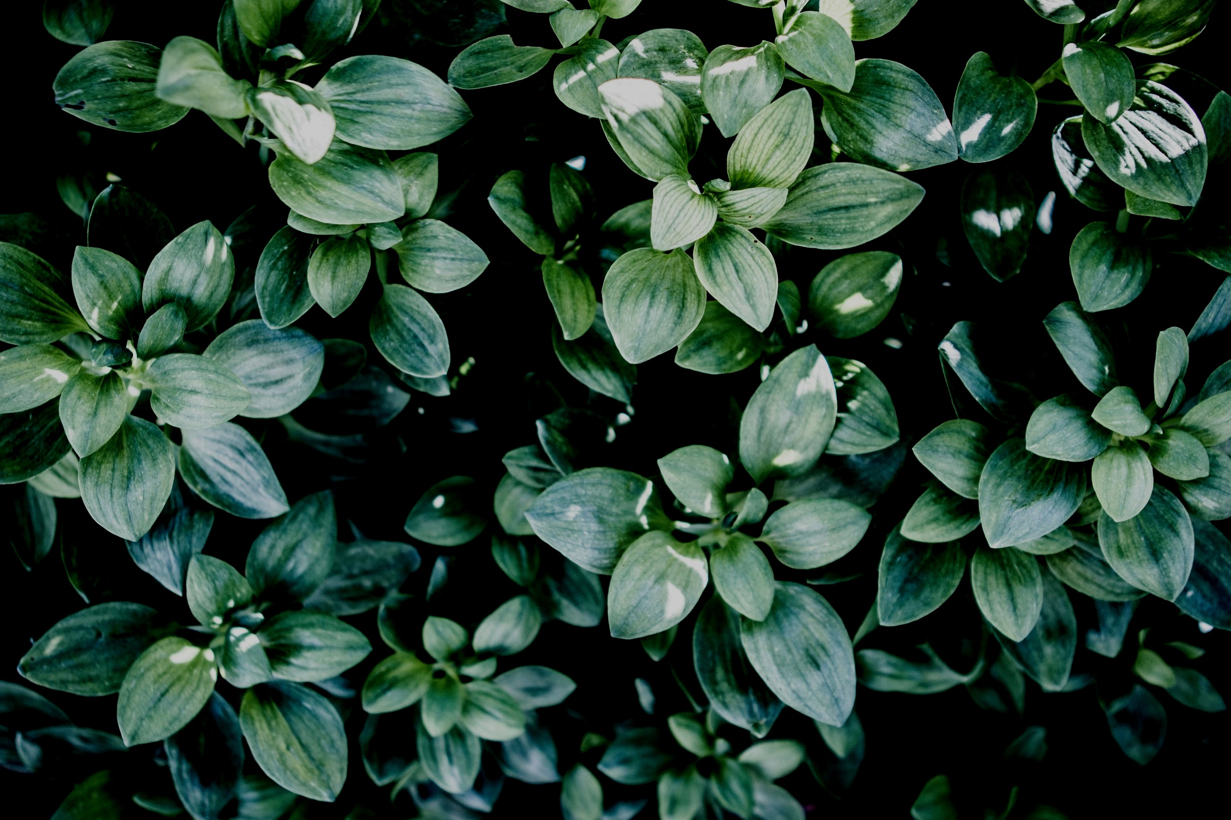 josh-calabrese-253693-unsplash+%281%29.jpg