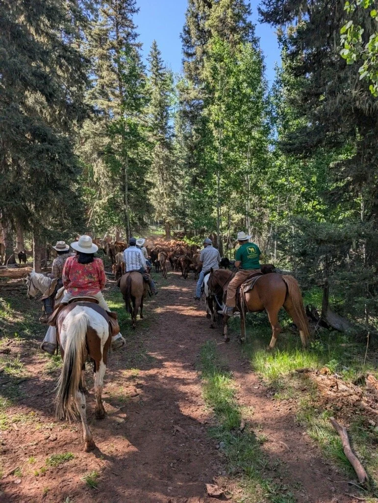 cattle drive 1.JPG
