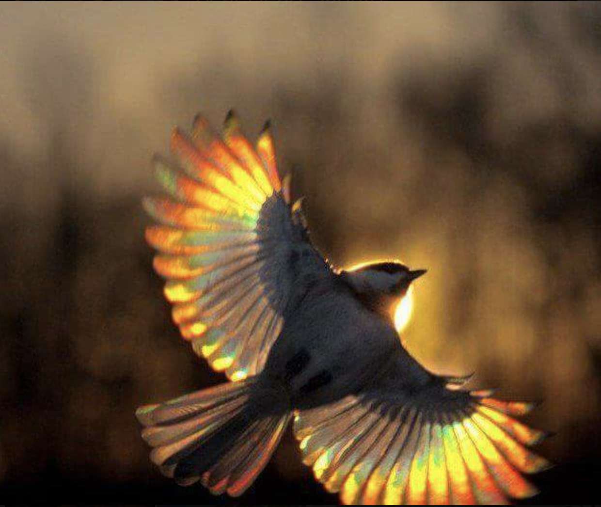 Летящие красивые птицы летящие. Птица в полете. Пи цы в полете. Птица в лучах солнца. Яркие птицы.