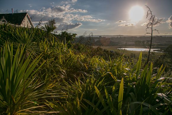 Tauriko lakes_flax.jpg