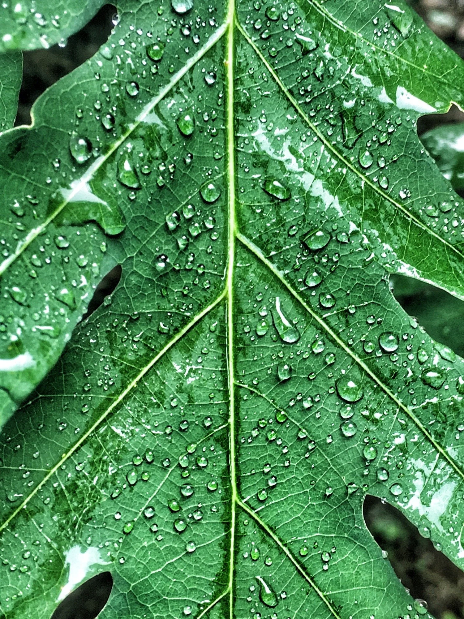 FullSizeRender 5.JPG