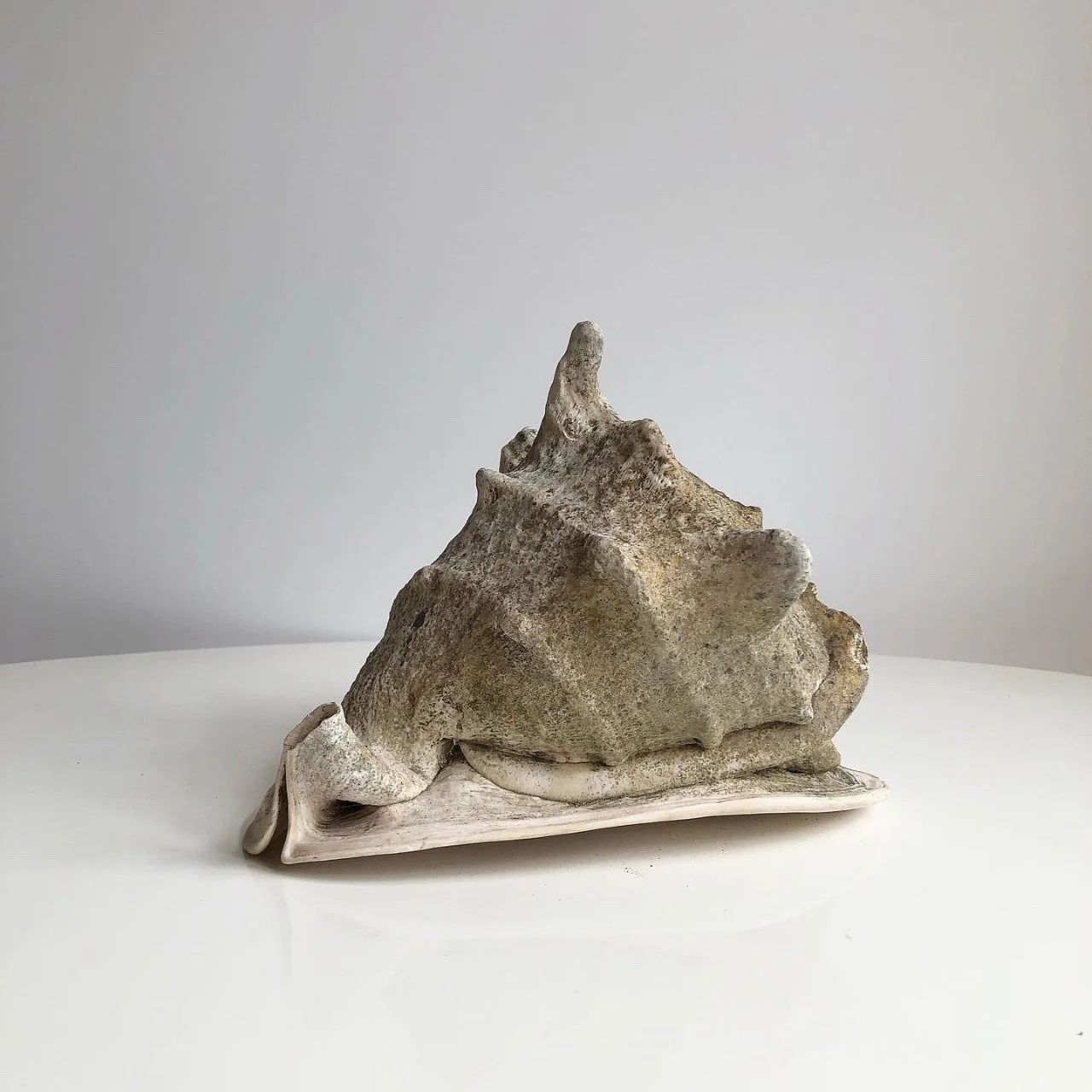 vintage conch shell 4.jpg