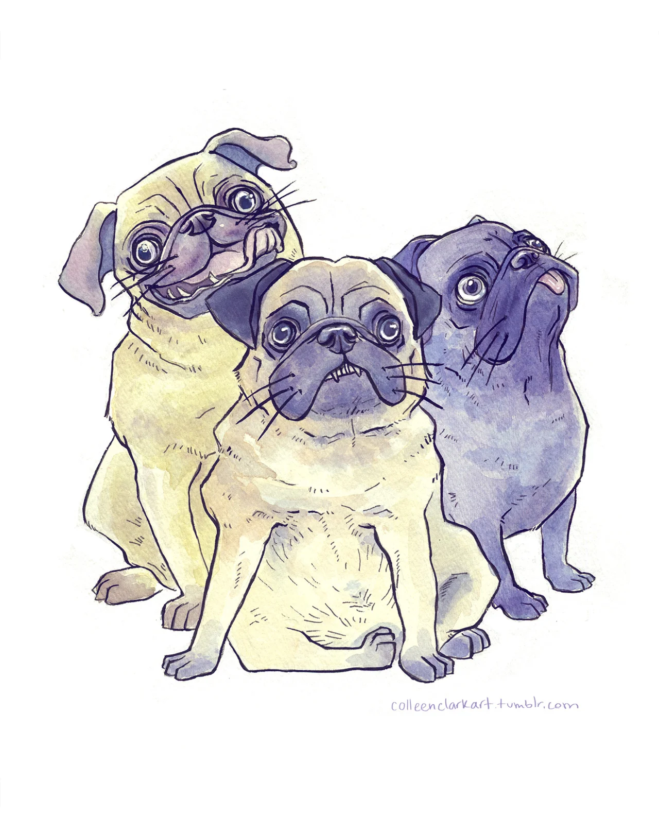 pug.jpg