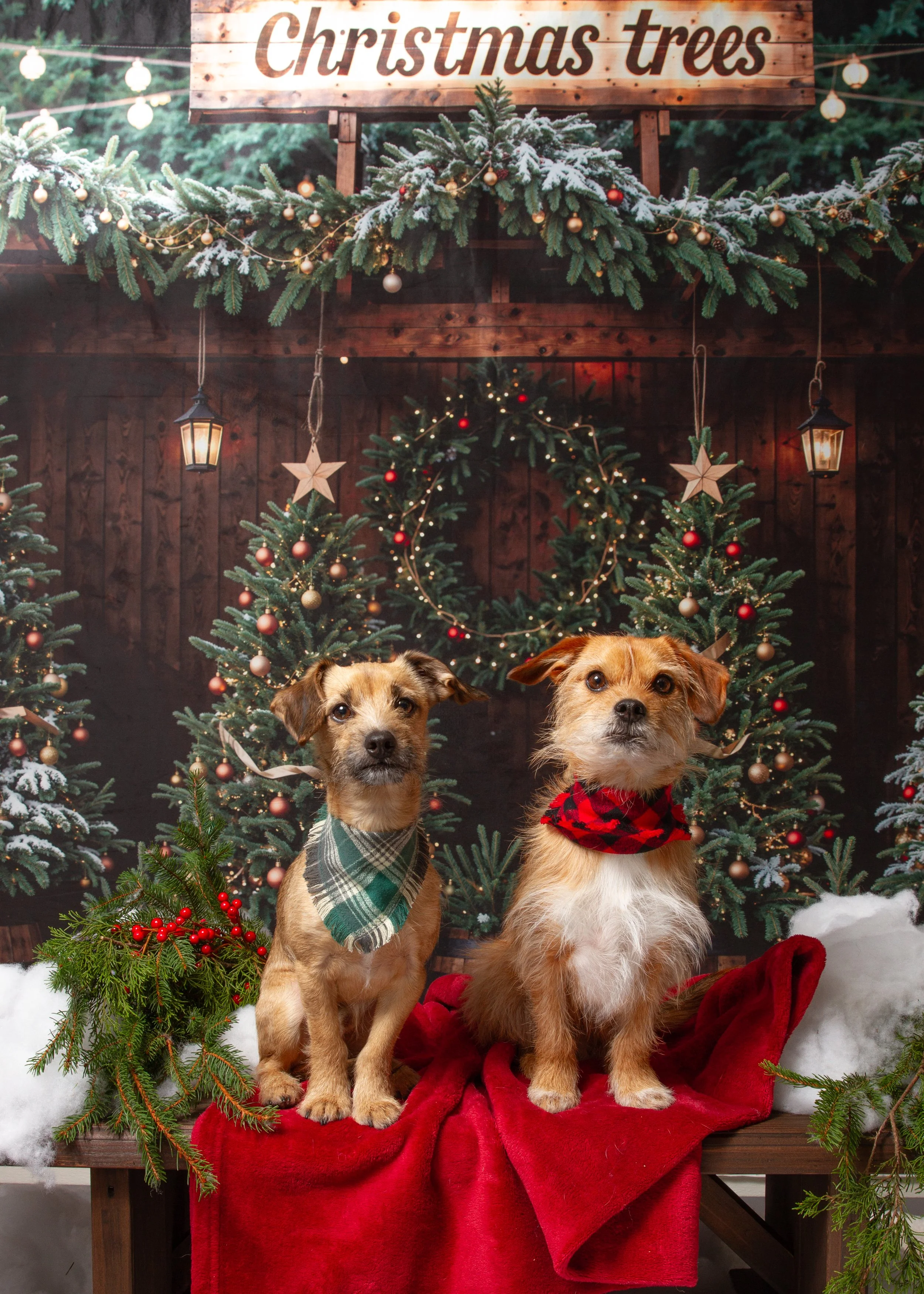 Benny and Izzy, 2024