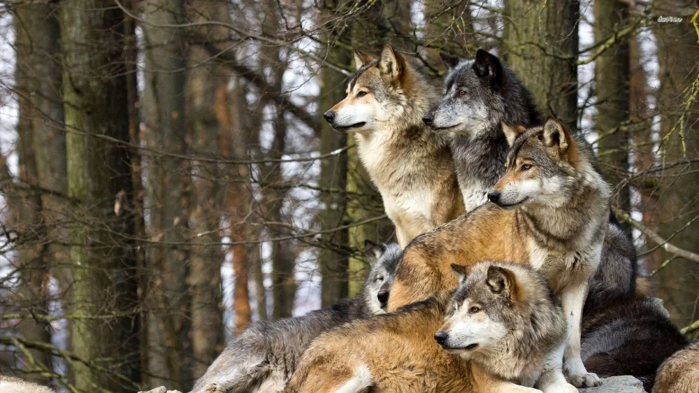wolf.jpg