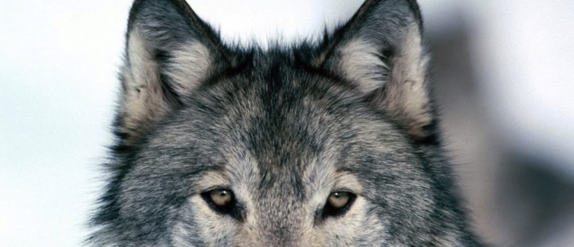 wolf2.png