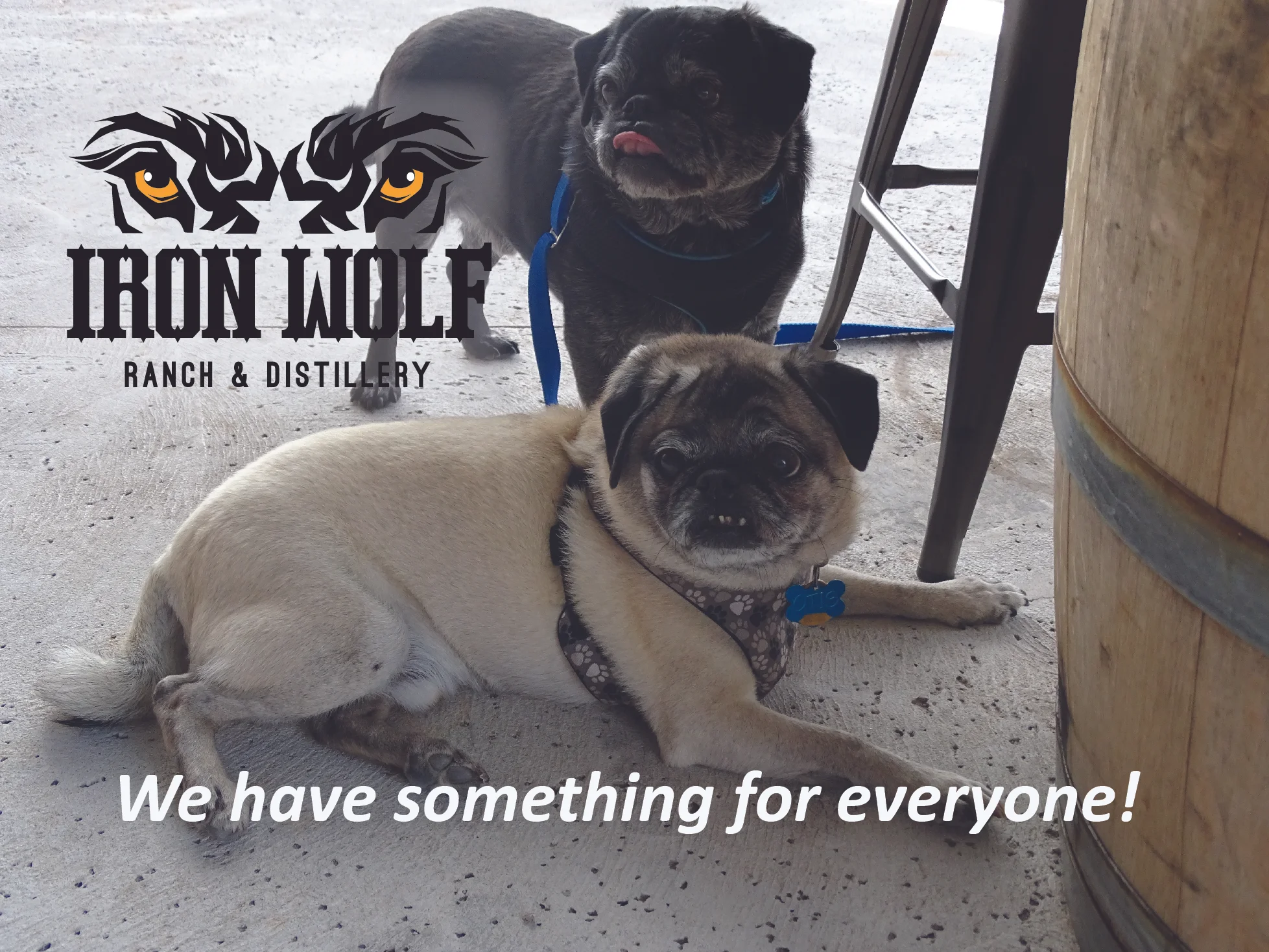 Iron Wolf - Something for everyone- Dogs-01 copy.jpg