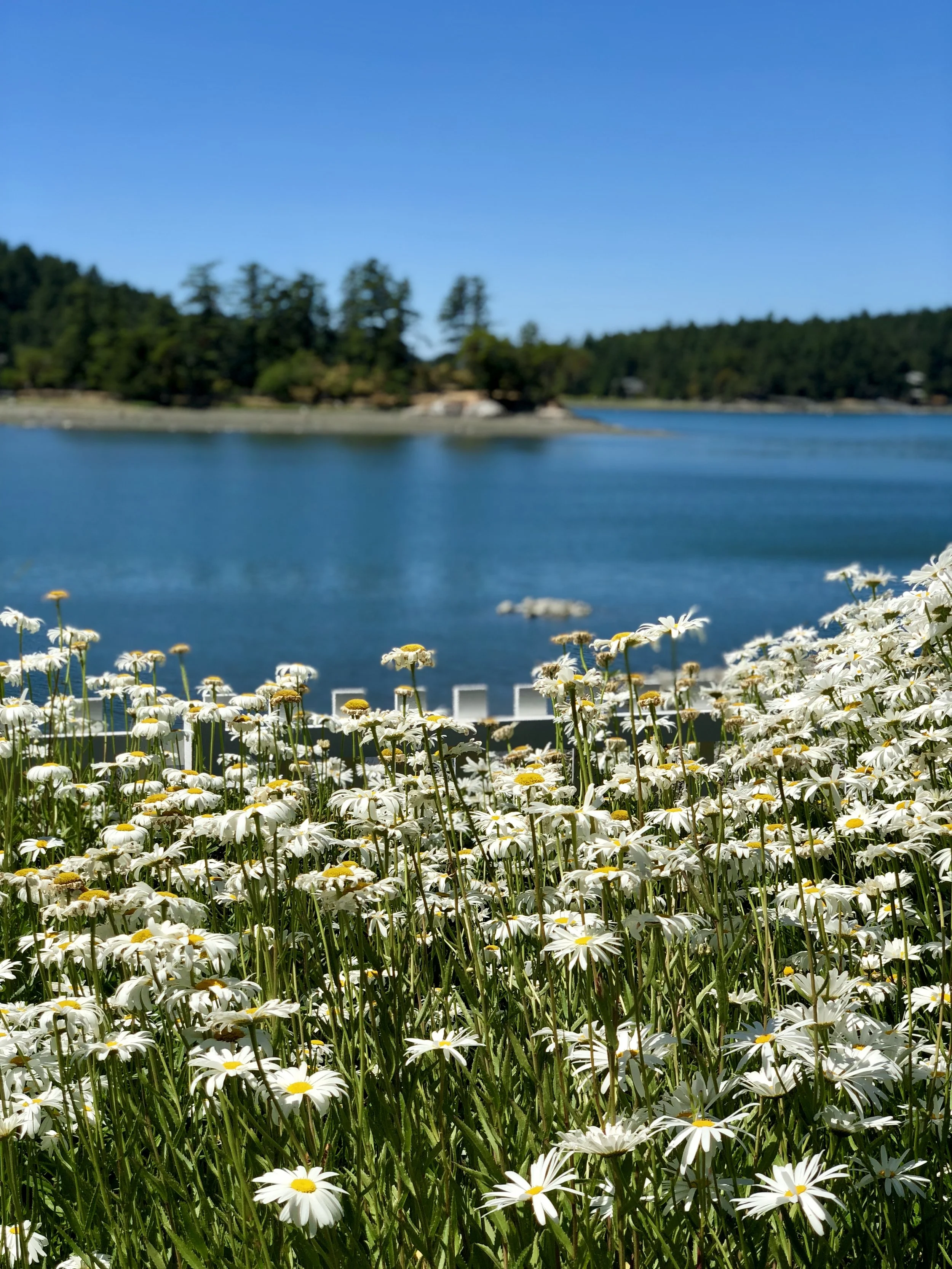 From 1859 to 1872, San Juan Island was jointly occupied by the British and Americans. English Camp (pictured here) was on one side of the island and American Camp was on the other. English Camp was considered a lot more beautiful than the American Camp, because they got funding from nearby Victoria. The site is now taken care of by the National Park Service and is a really beautiful place to go hiking and walk around. 
