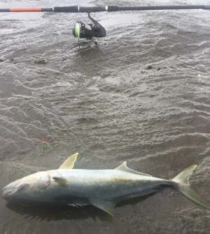 kingfish.jpg