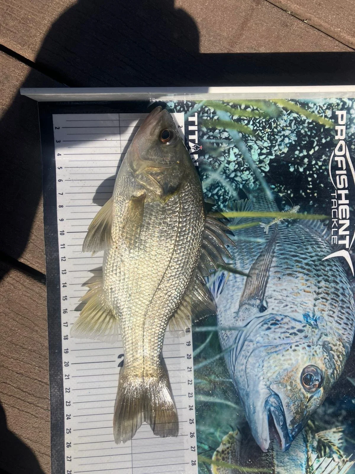 WhatsApp Image 2026-01-24 at 4.45.39 PM.jpeg