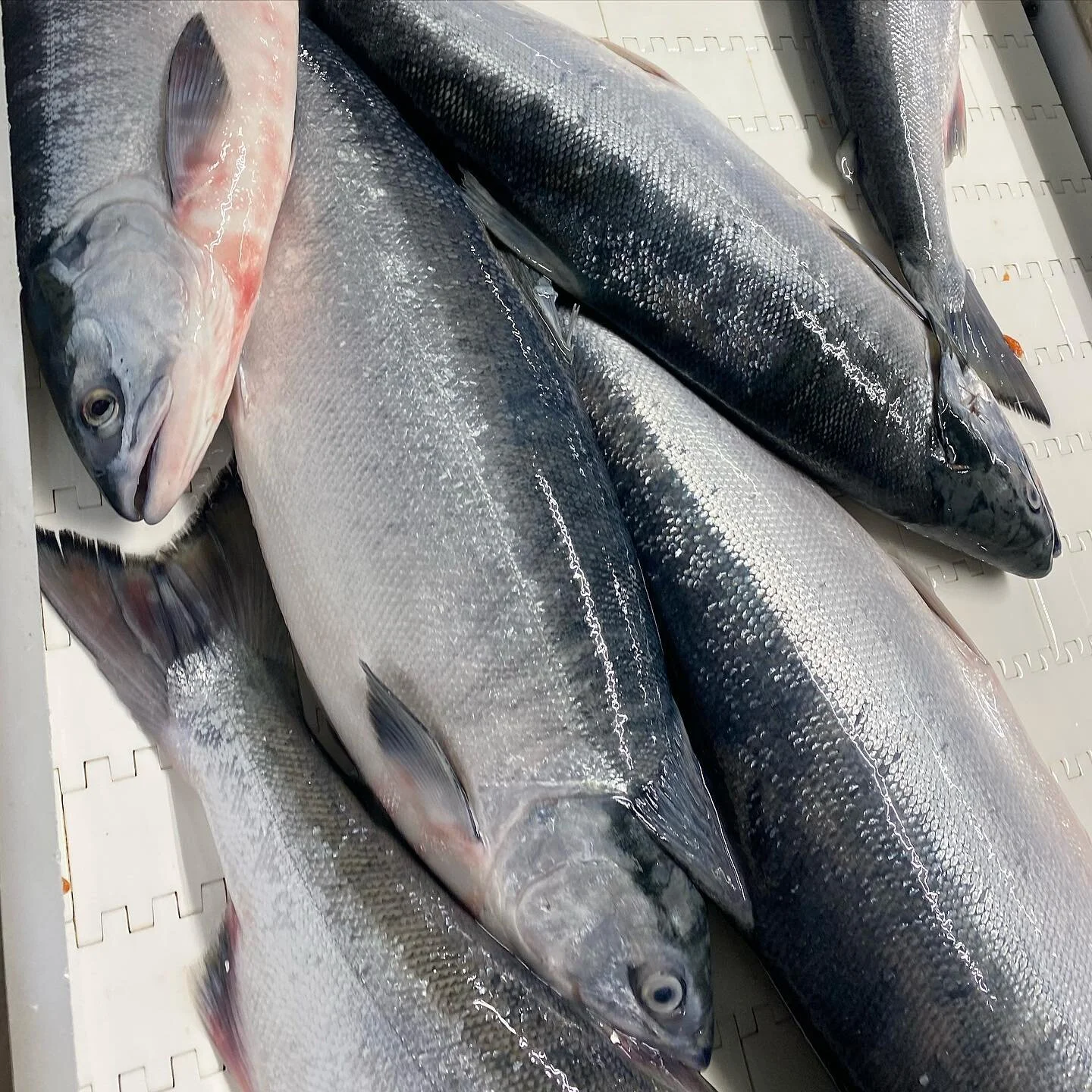 Join Our Crew — Leader Creek Fisheries