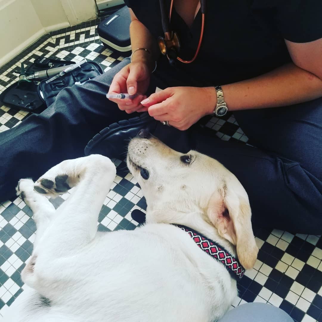 paws in heaven prices