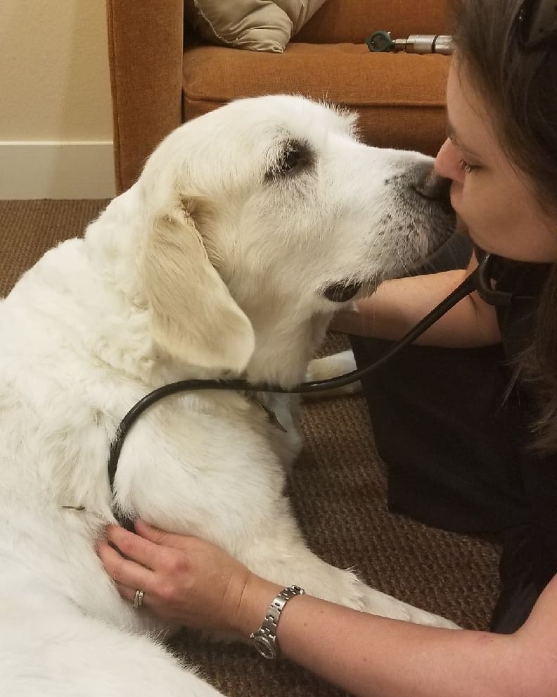 paws in heaven prices