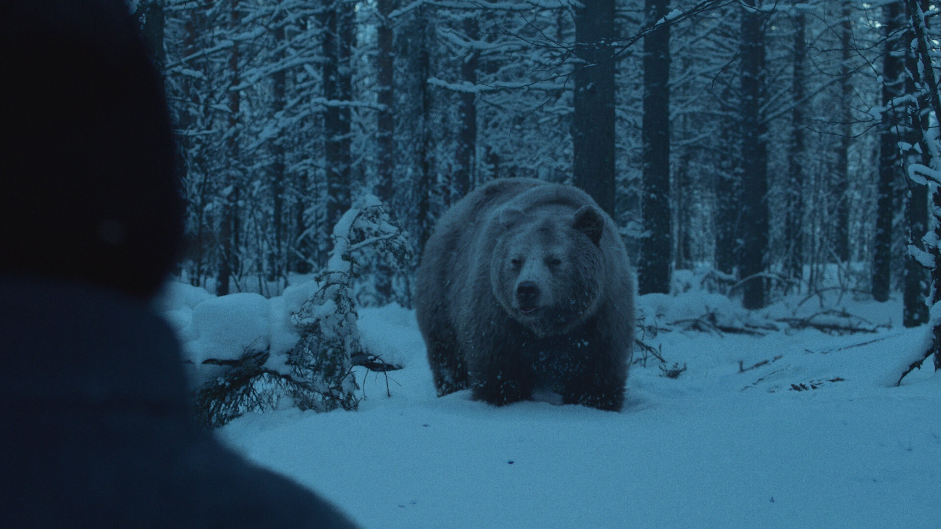 Beartown - Bear Encounter