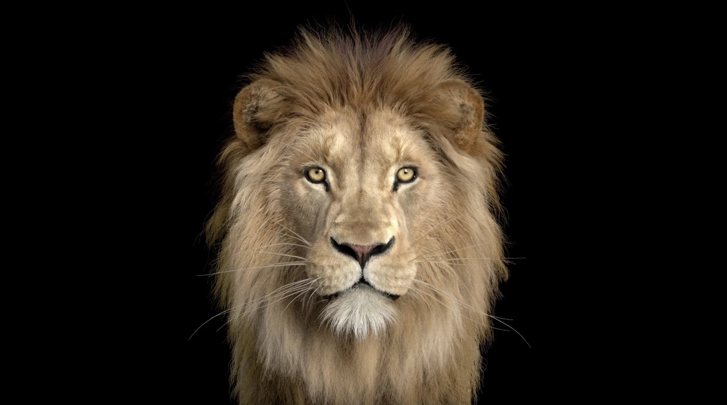 lion_front.jpg
