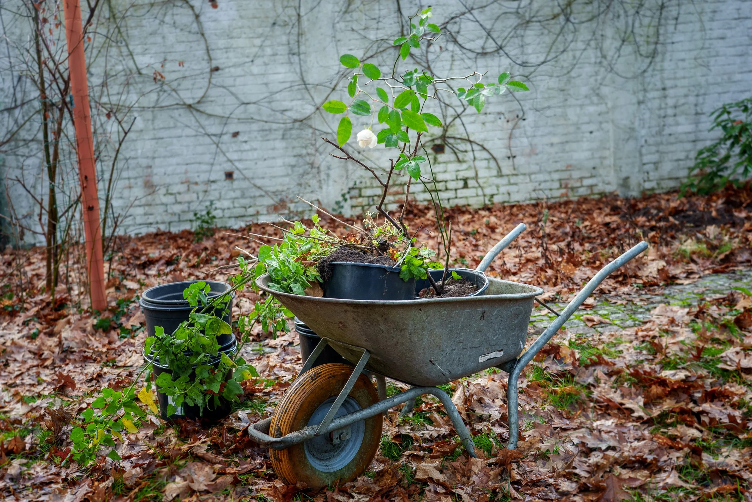 2025-12-22_NZL_Planten-redden-van-de-sloop_13_c_De-Werkvennootschap.jpg